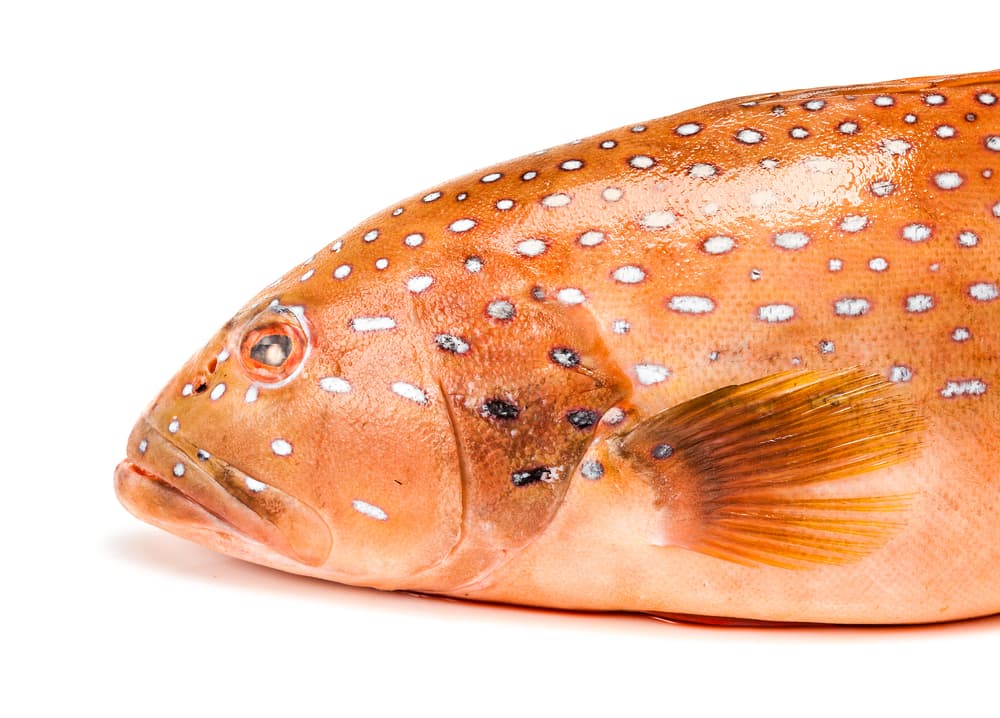 Wrasse & Roe — Port Douglas, Cairns
