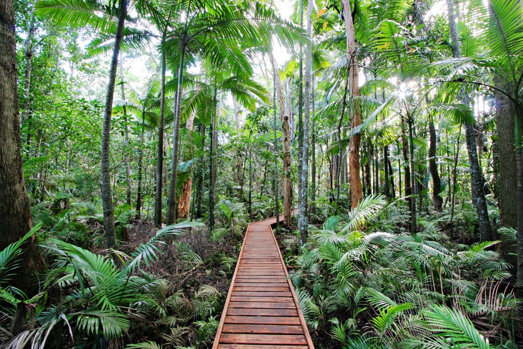 Cairns Botanic Gardens — Edge Hill, Cairns