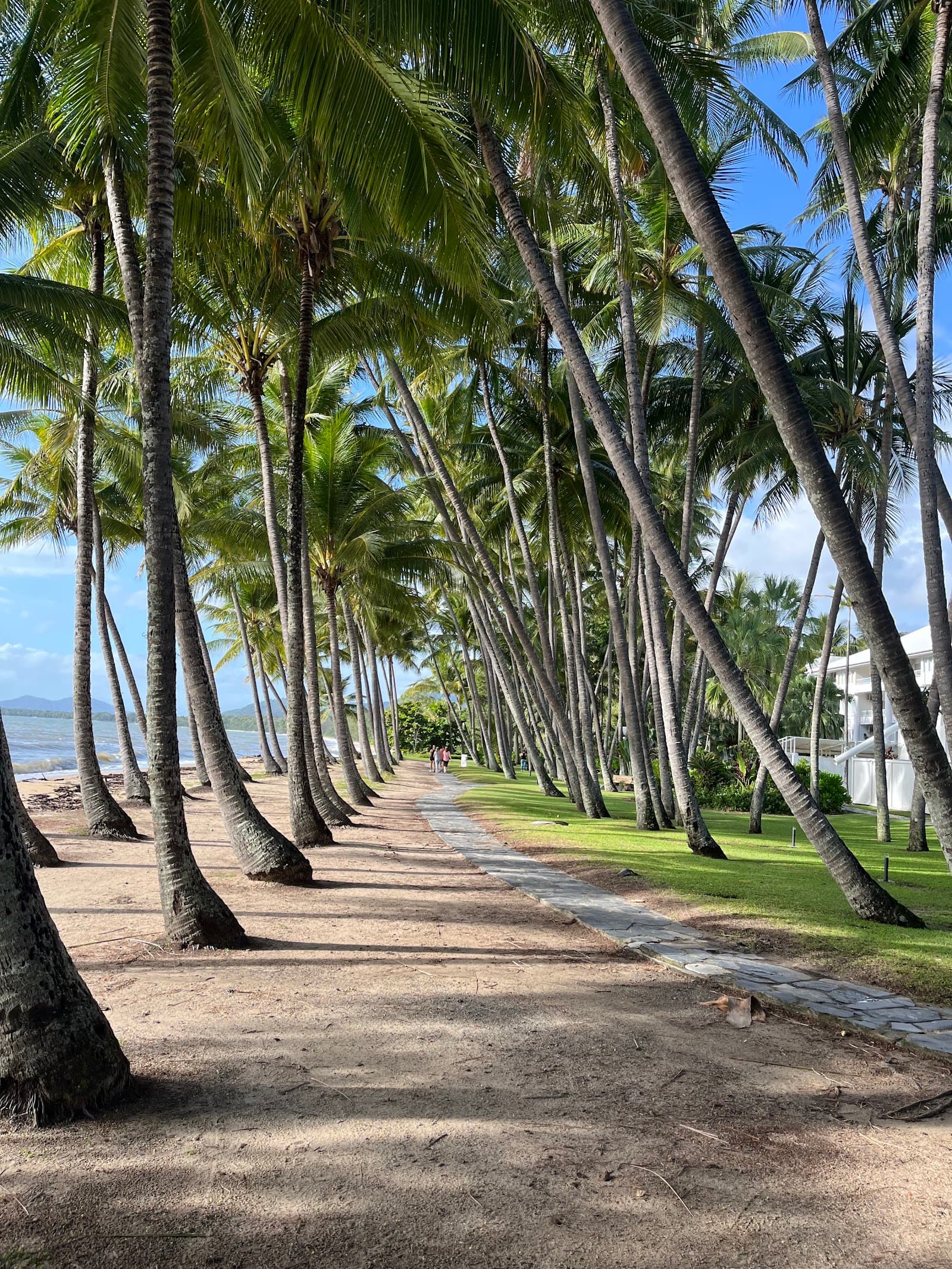 Palm Tree Tunnel — Palm Cove, Cairns