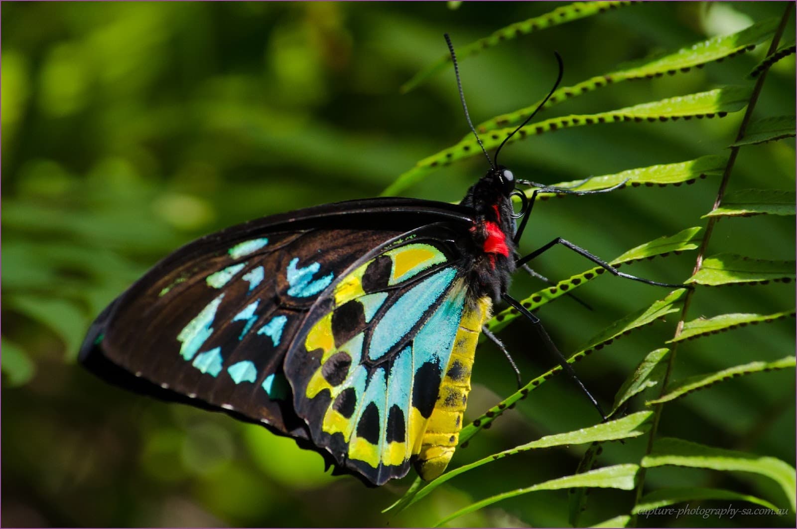 Australian Butterfly Sanctuary — Kuranda, Cairns