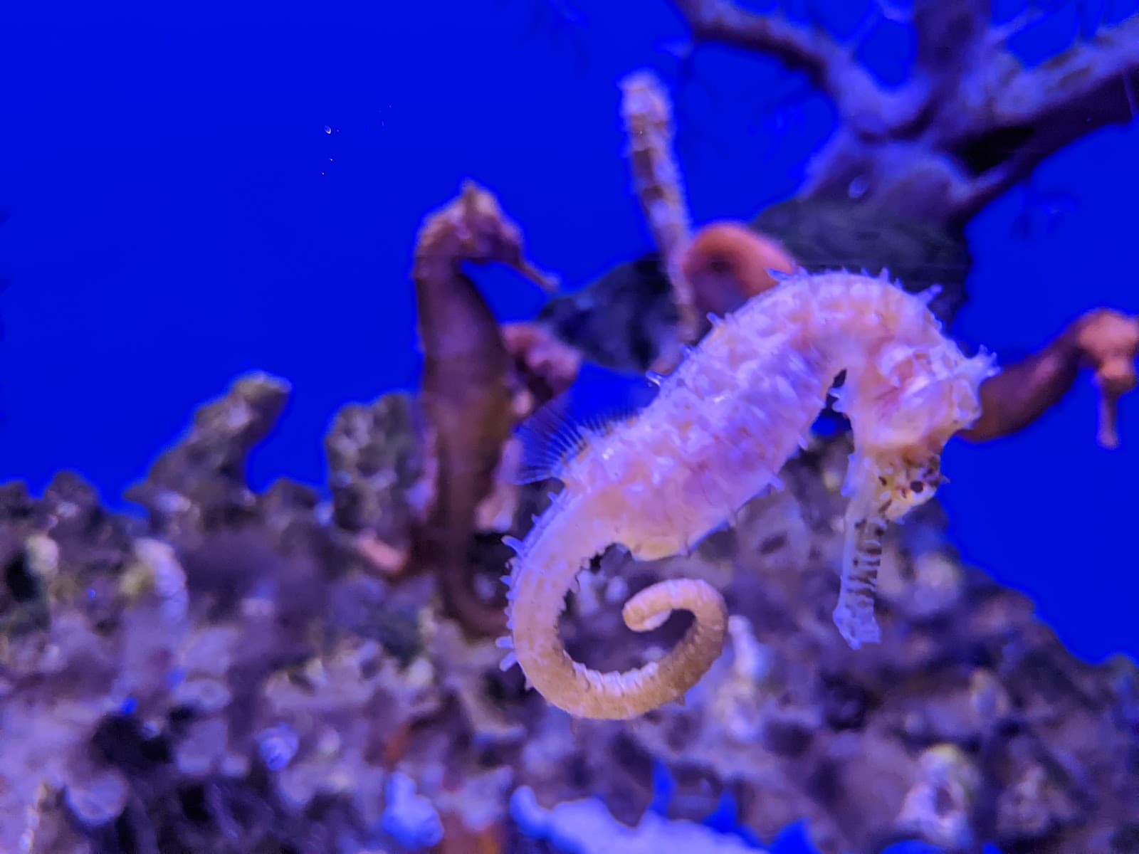 Cairns Aquarium — Smithfield, Cairns