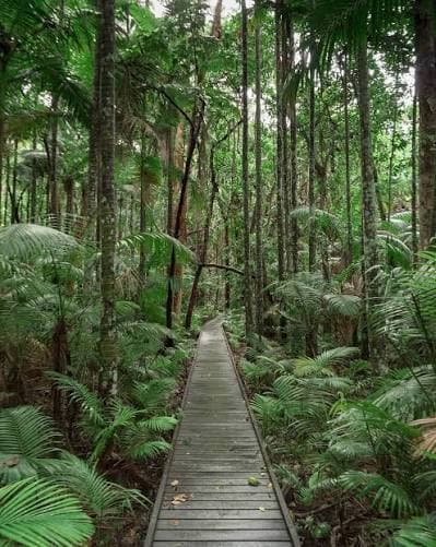 Botanical gardens — Edge Hill, Cairns