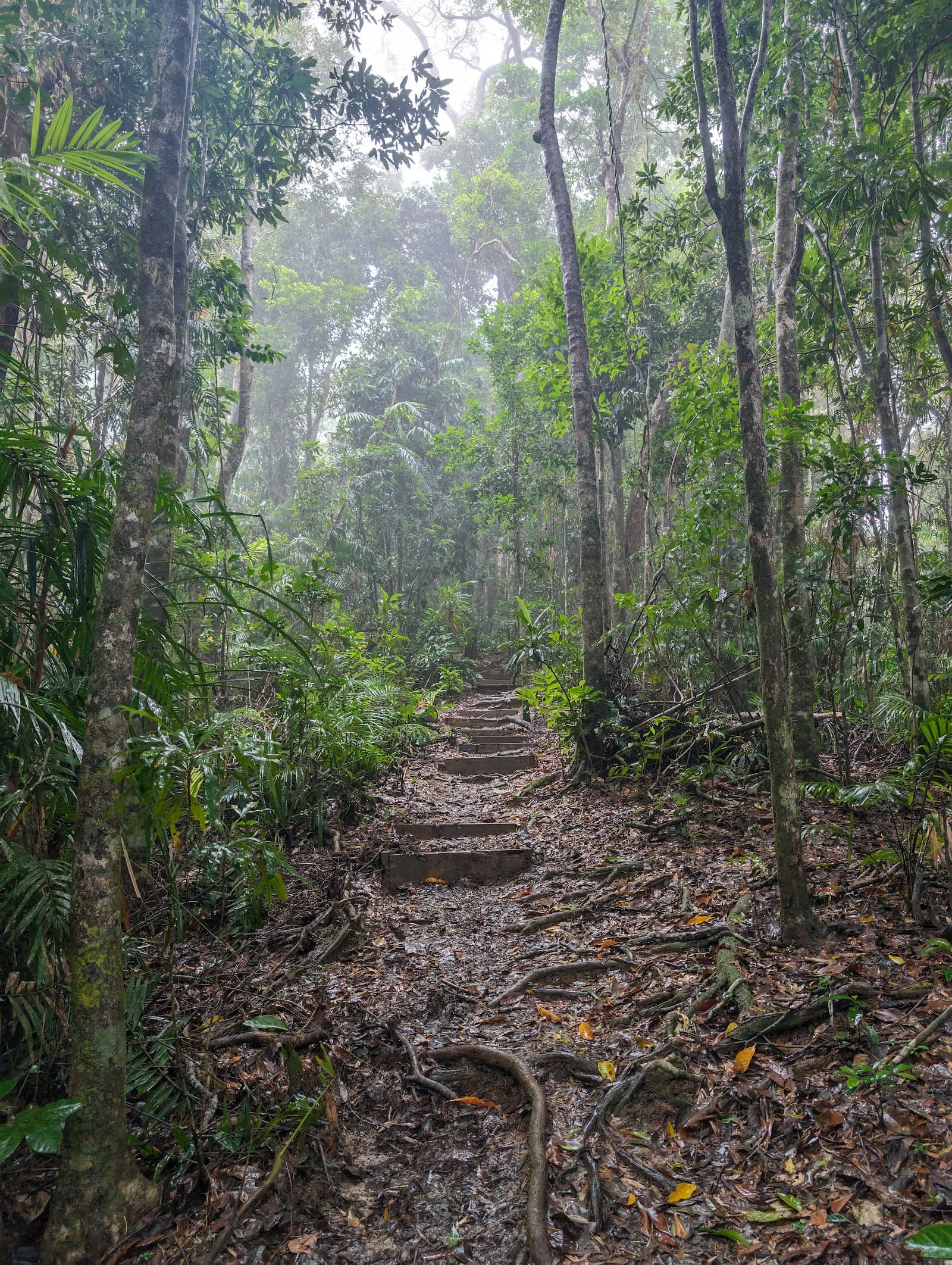 Mount Whitfield Conservation Park — Edge Hill, Cairns