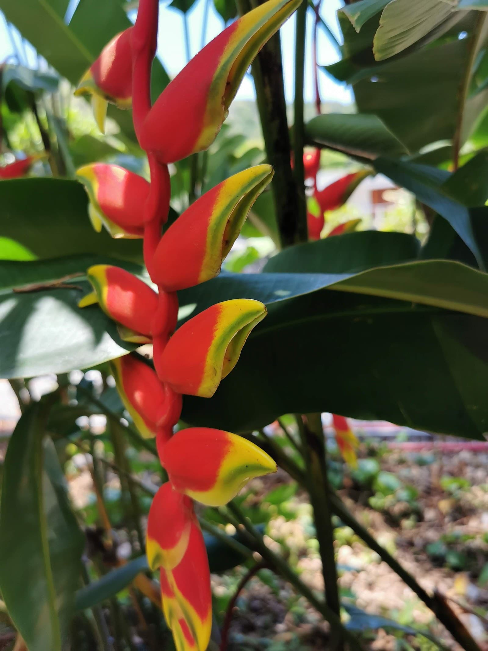 Crathern Close Park — Edge Hill, Cairns