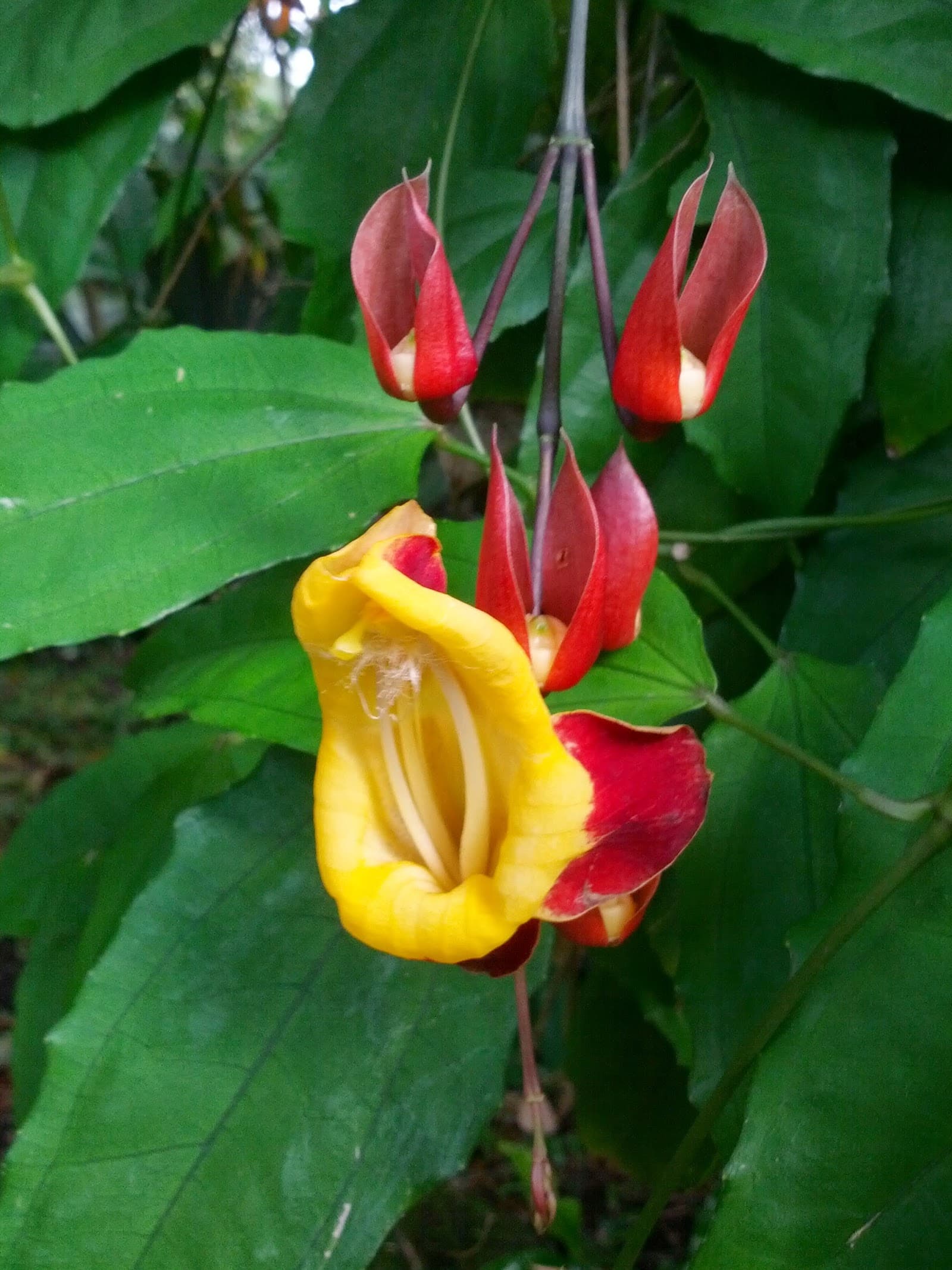 Crathern Close Park — Edge Hill, Cairns