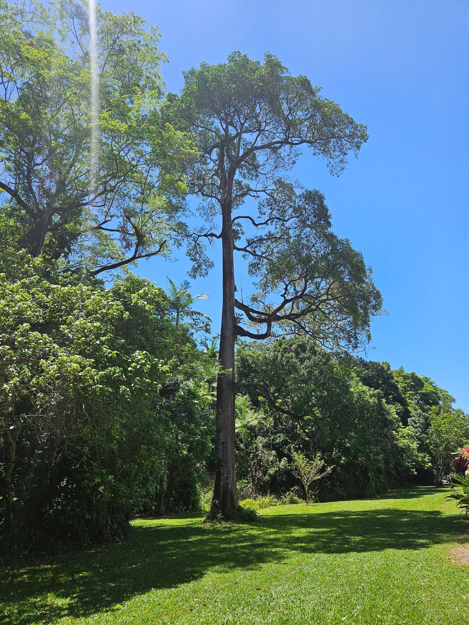 Vessey Park — Edge Hill, Cairns