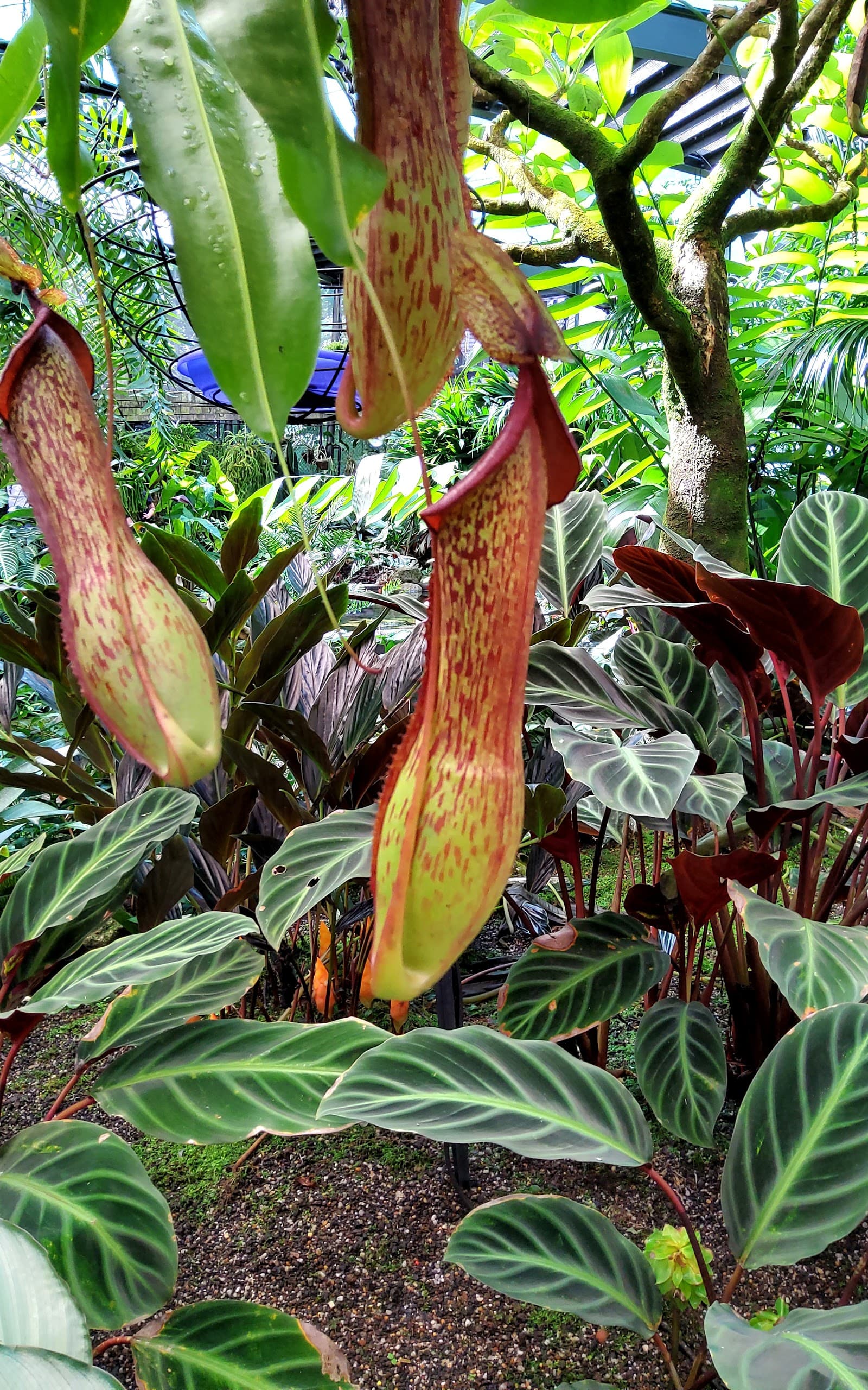 Watkins Munro Martin Conservatory — Edge Hill, Cairns