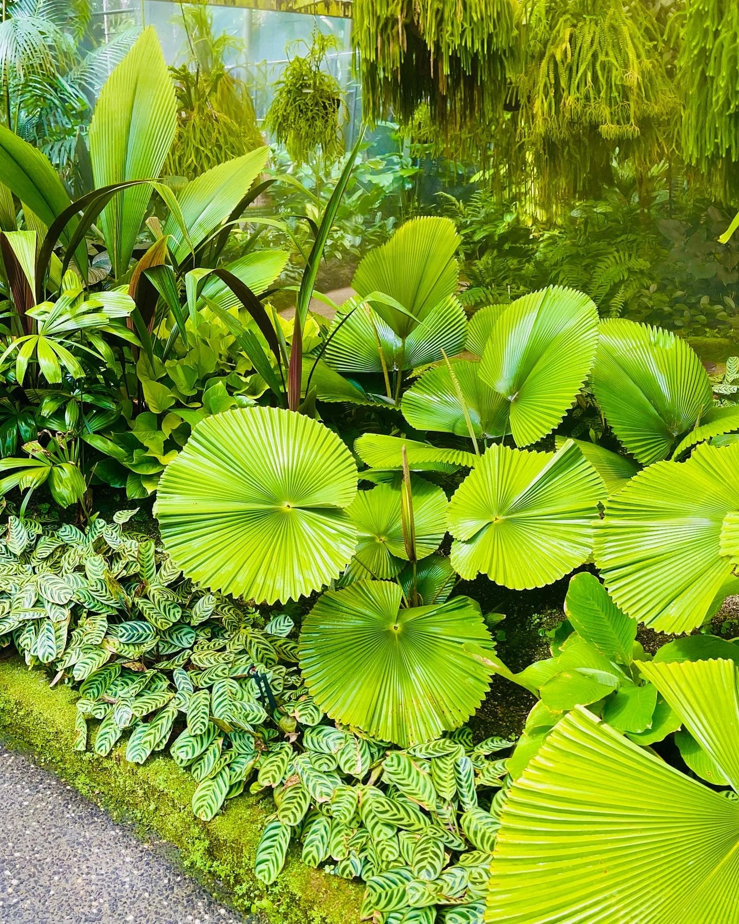 Watkins Munro Martin Conservatory — Edge Hill, Cairns
