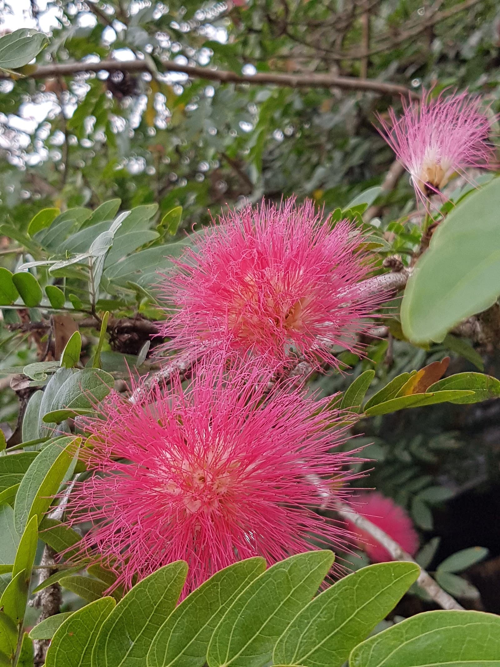Russell Park — Edge Hill, Cairns