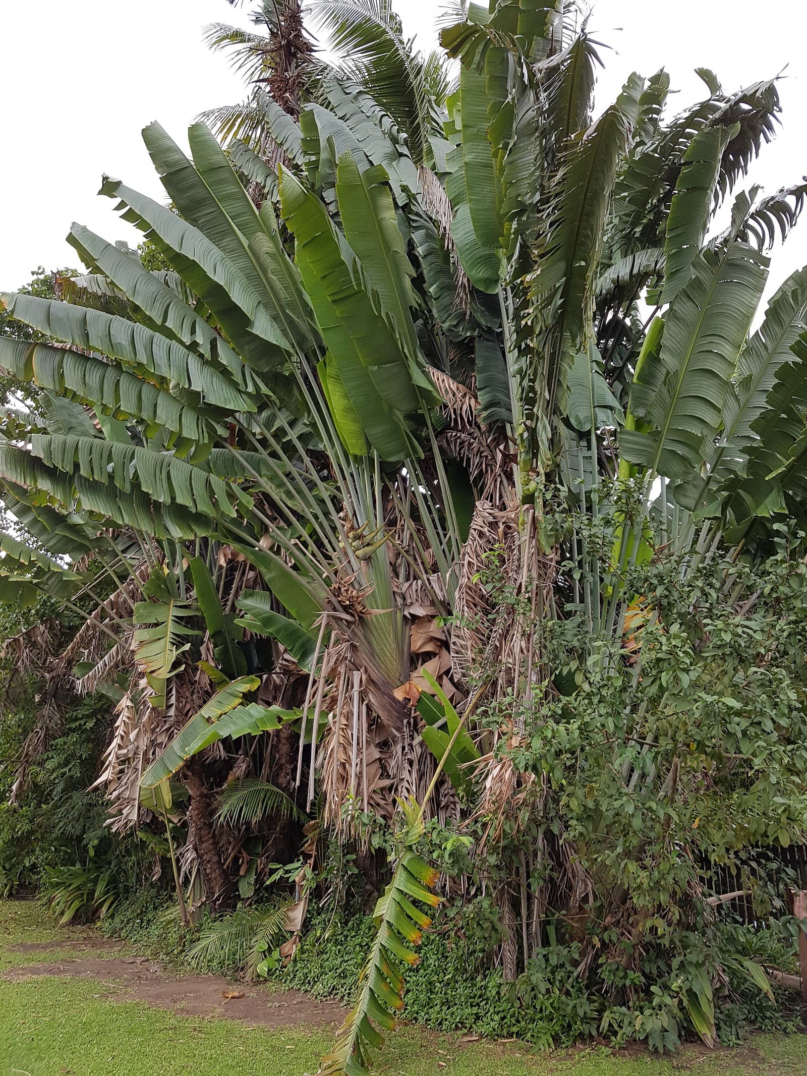 Russell Park — Edge Hill, Cairns