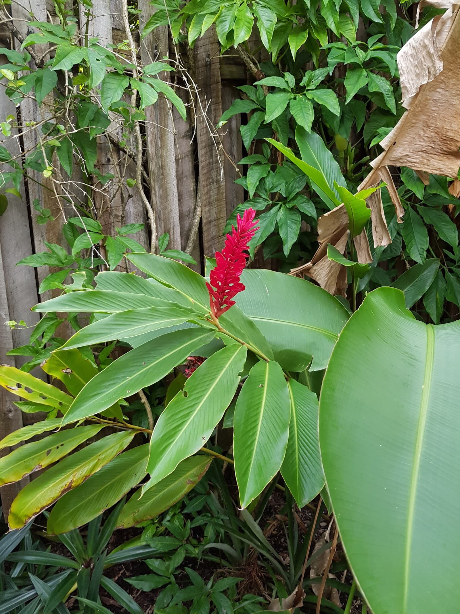 Russell Park — Edge Hill, Cairns