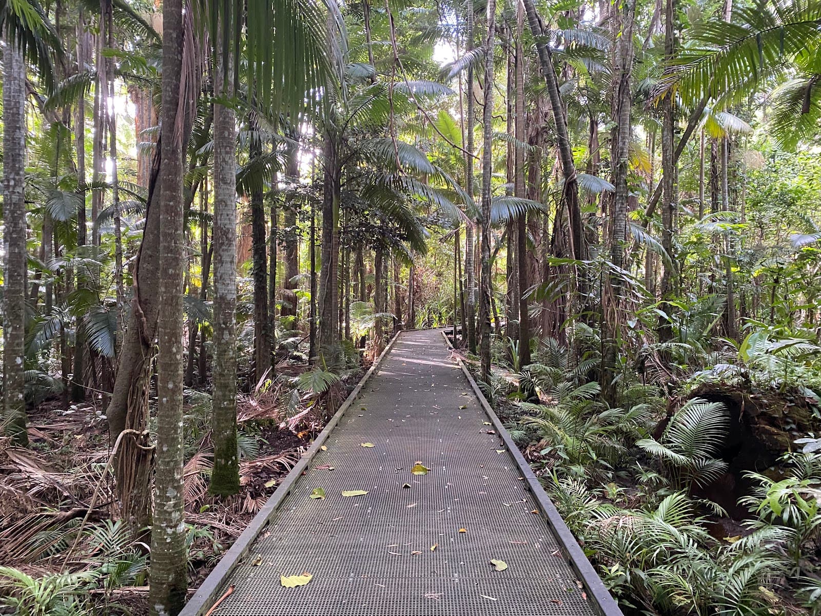 Rainforest Boardwalk — Edge Hill, Cairns