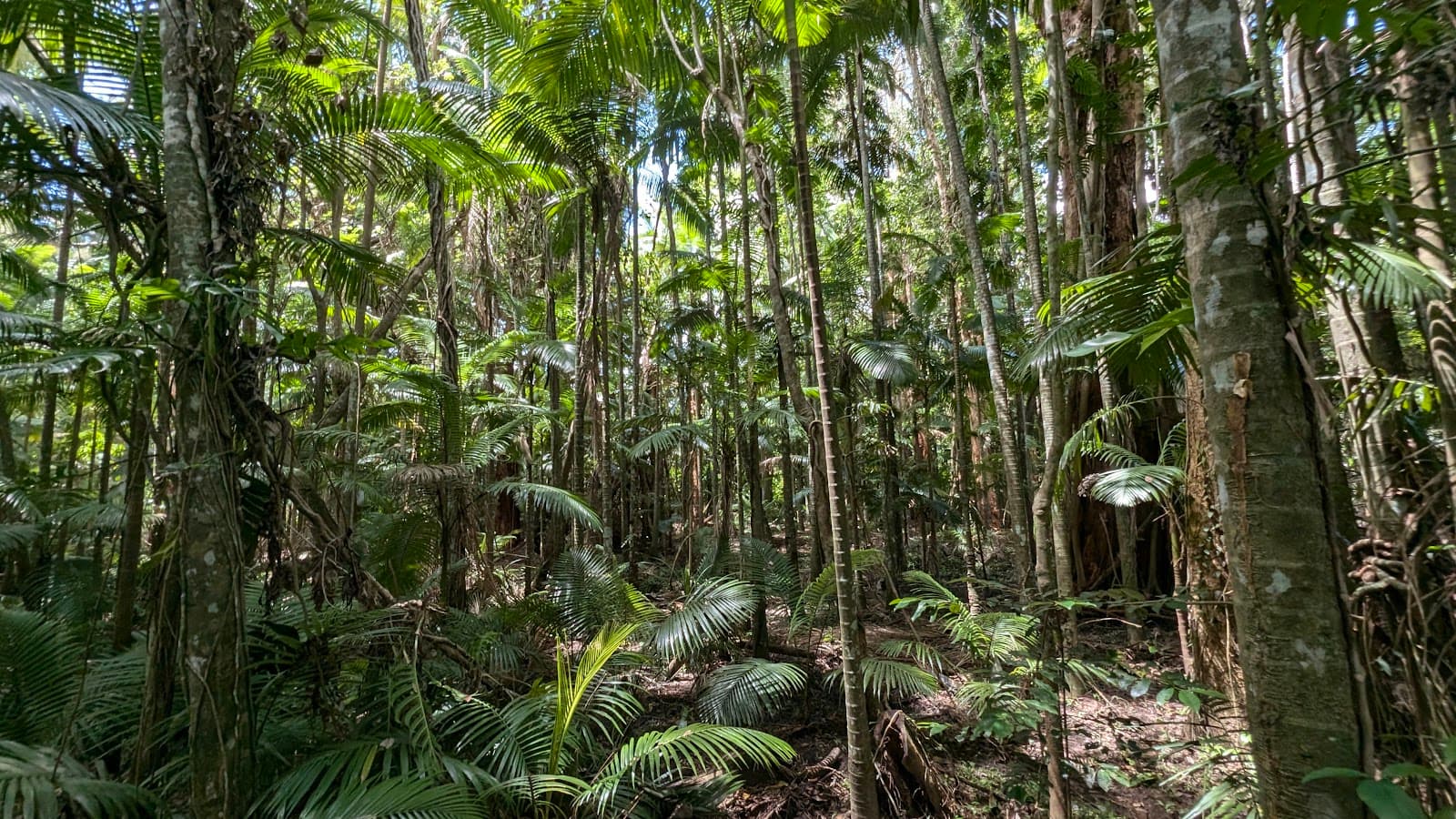 Rainforest Boardwalk — Edge Hill, Cairns