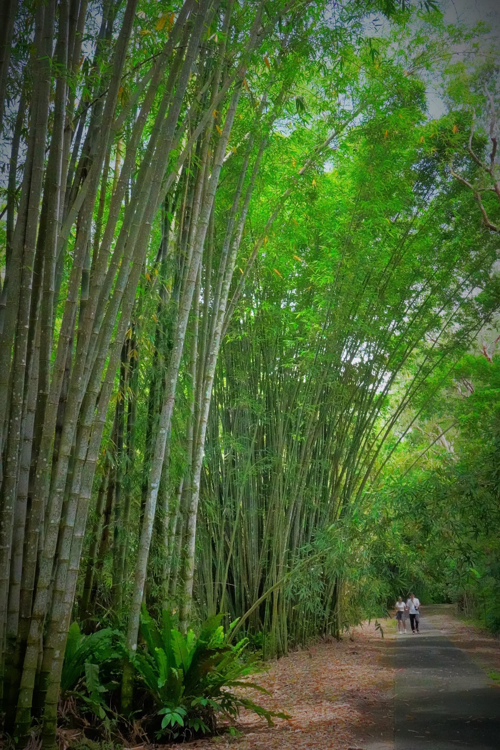 Rainforest Boardwalk — Edge Hill, Cairns