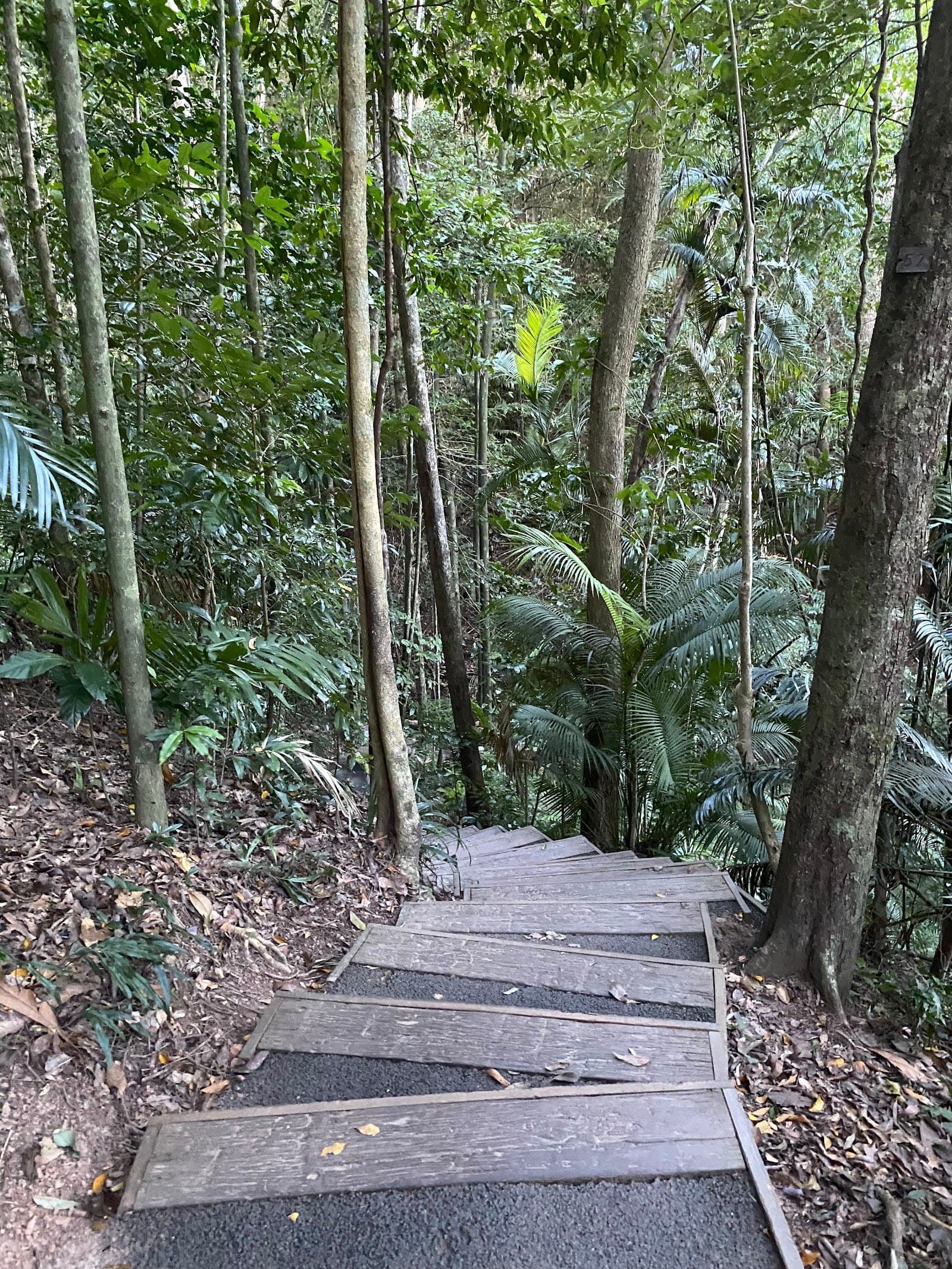 Red Arrow Track — Holloways Beach, Cairns