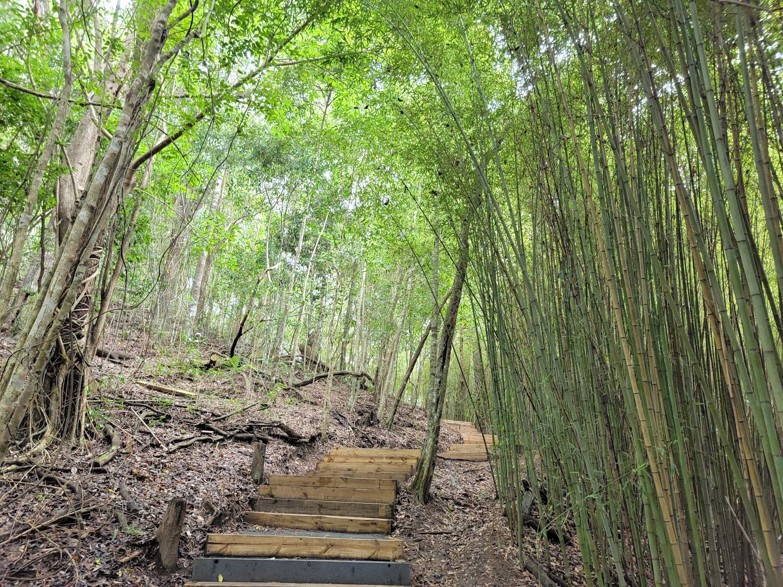 Red Arrow Track — Holloways Beach, Cairns