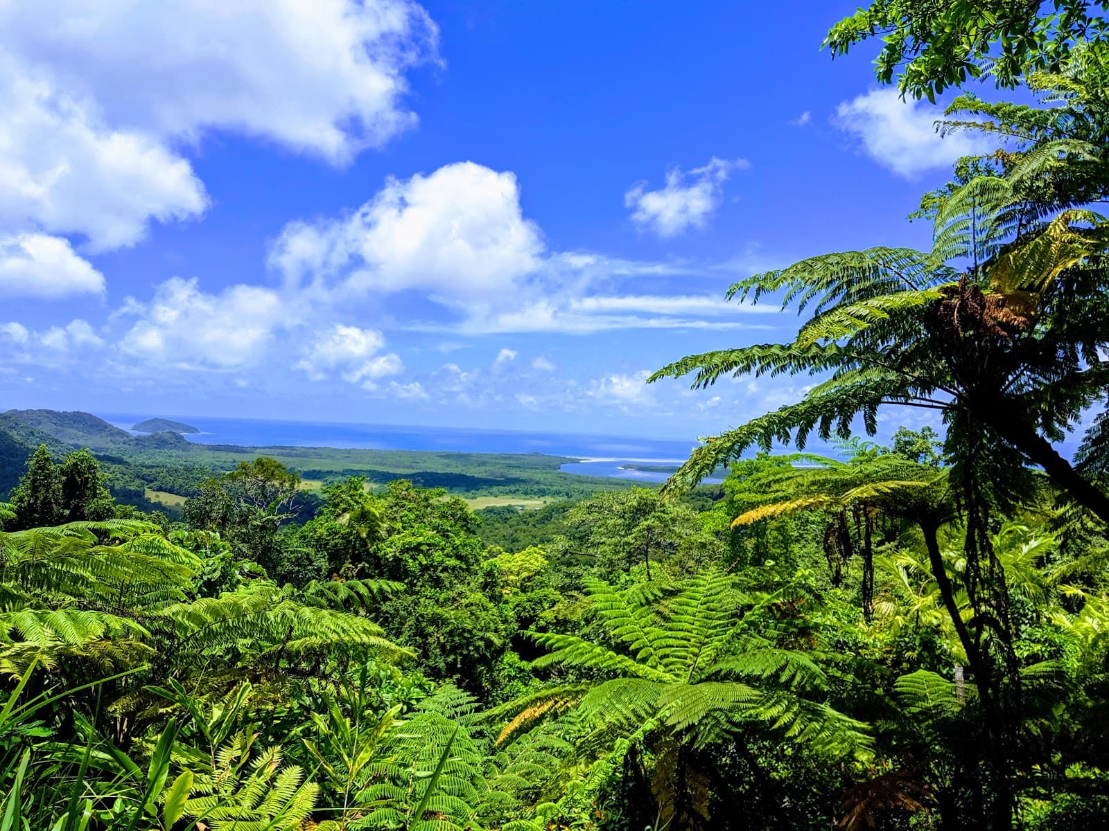 Daintree National Park — Port Douglas, Cairns