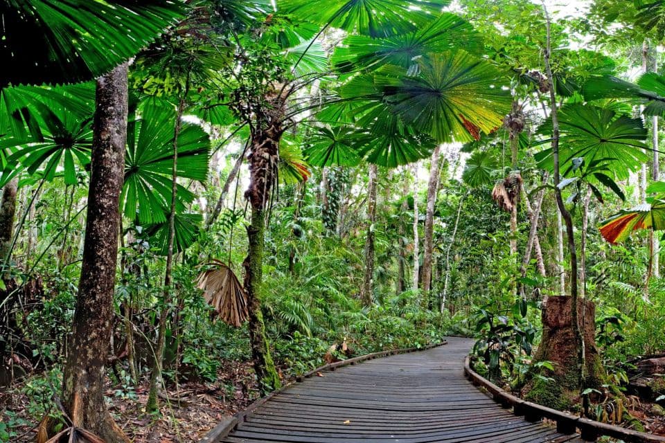 Daintree National Park — Port Douglas, Cairns