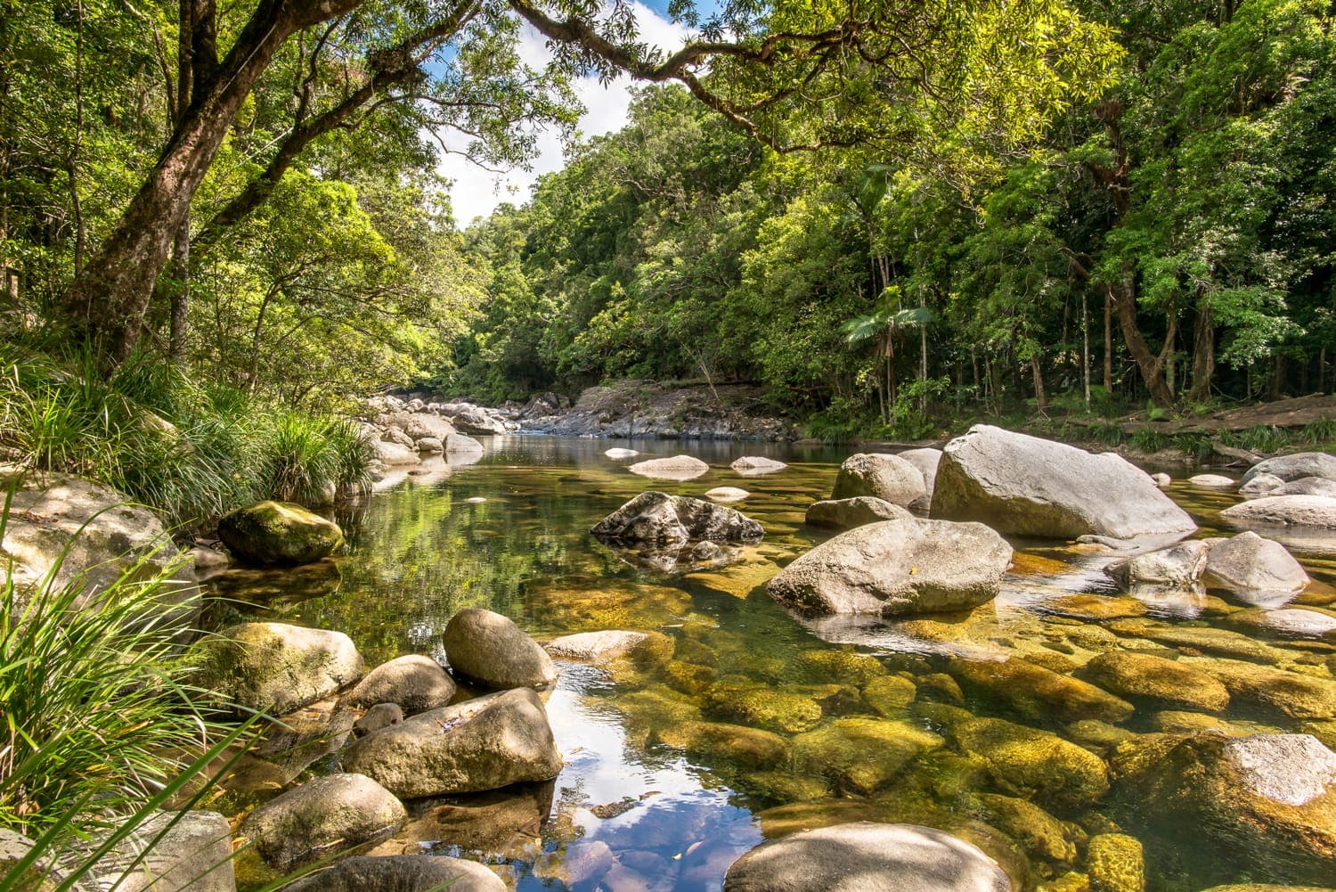 Daintree National Park — Port Douglas, Cairns