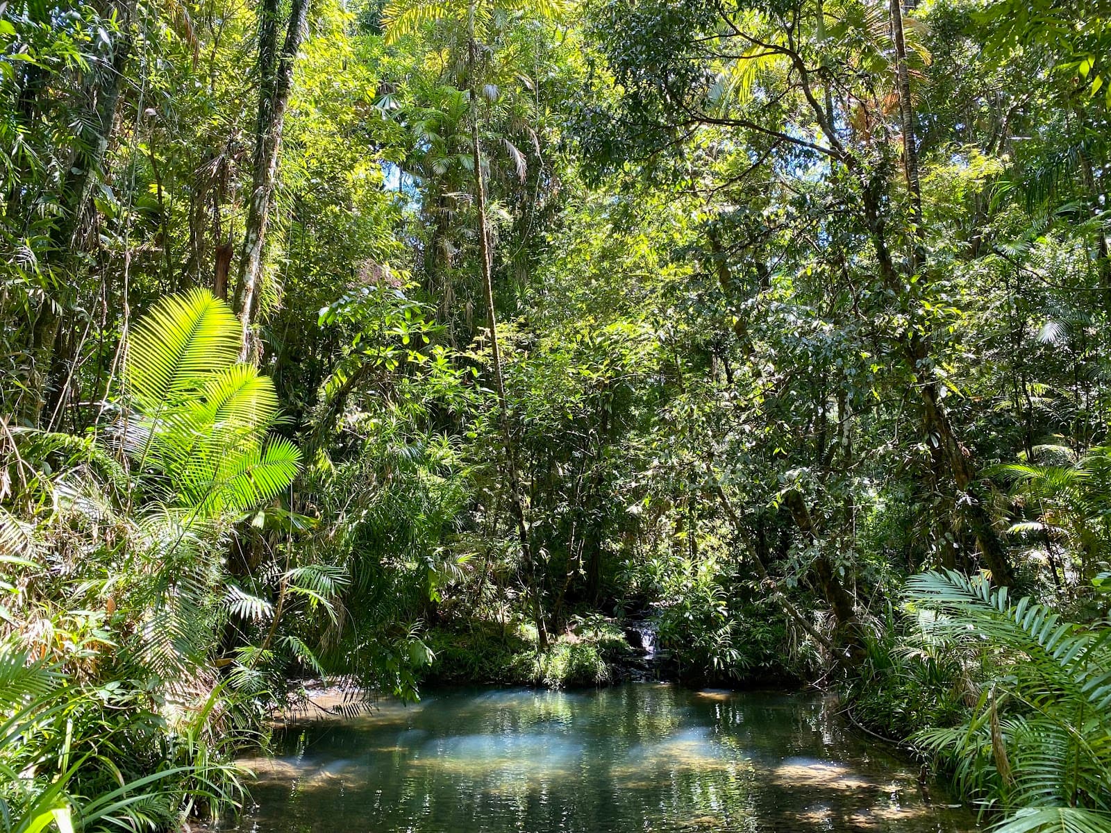 Daintree Rainforest — Port Douglas, Cairns