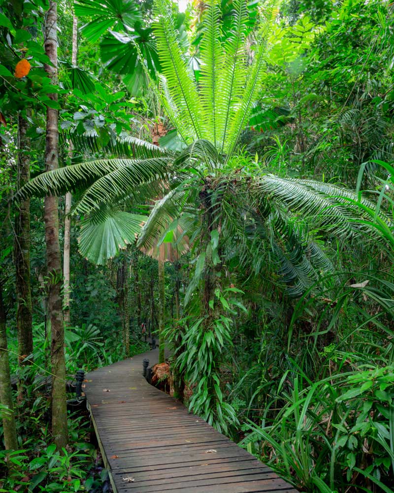 Daintree Rainforest — Port Douglas, Cairns
