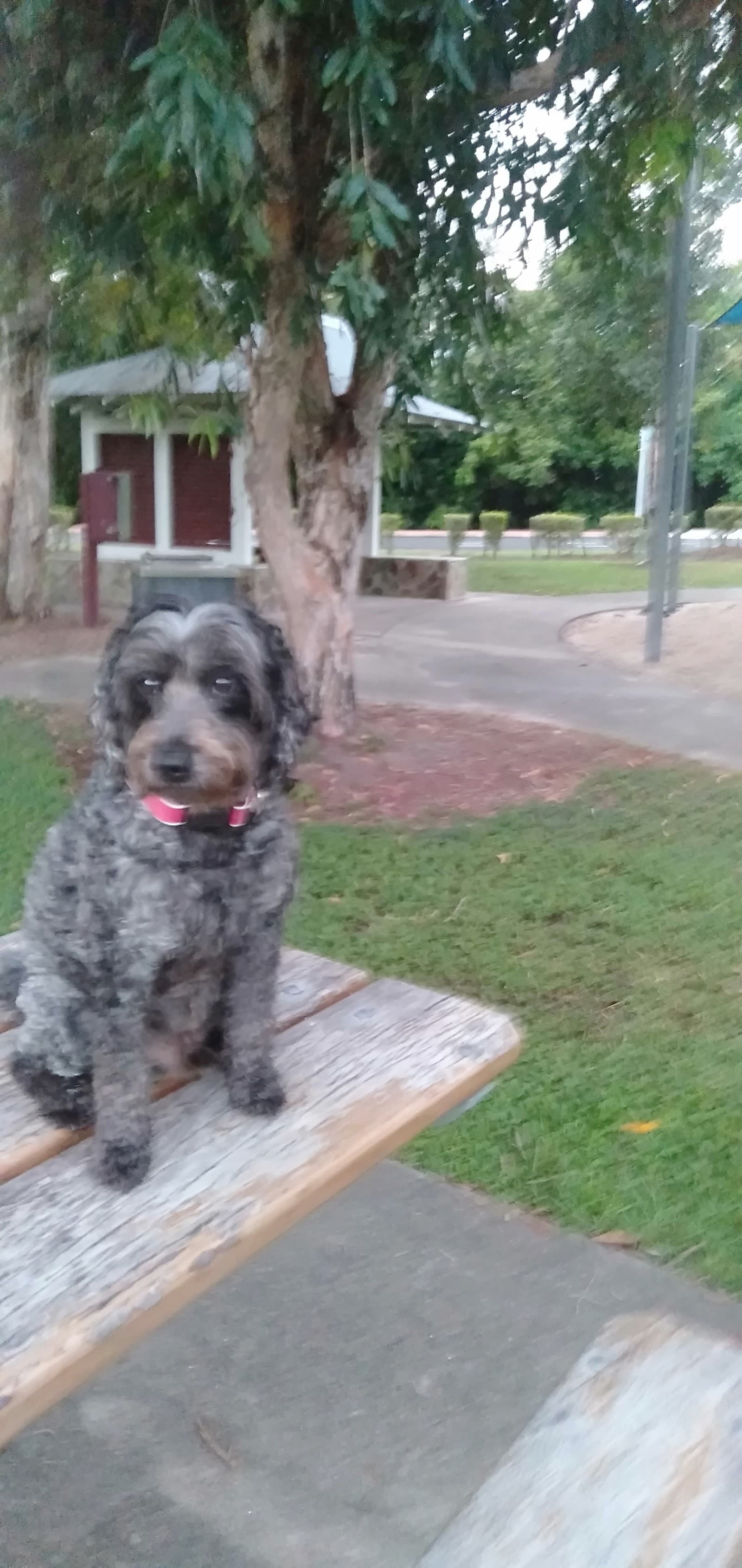 Norwood Crescent Park — Trinity Beach, Cairns
