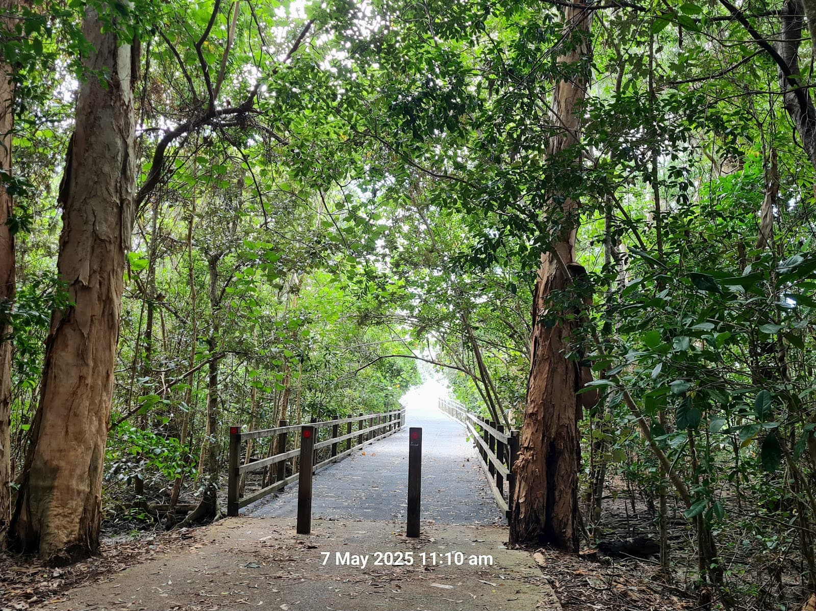 Upolu Nature Reserve — Clifton Beach, Cairns