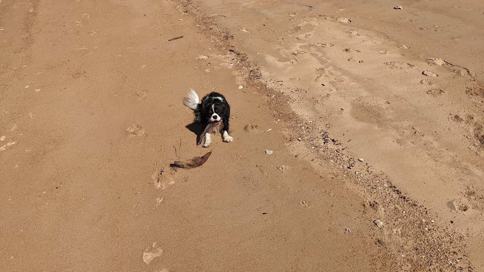 Harry Doyle Pickles winter off leash dog beach — Clifton Beach, Cairns