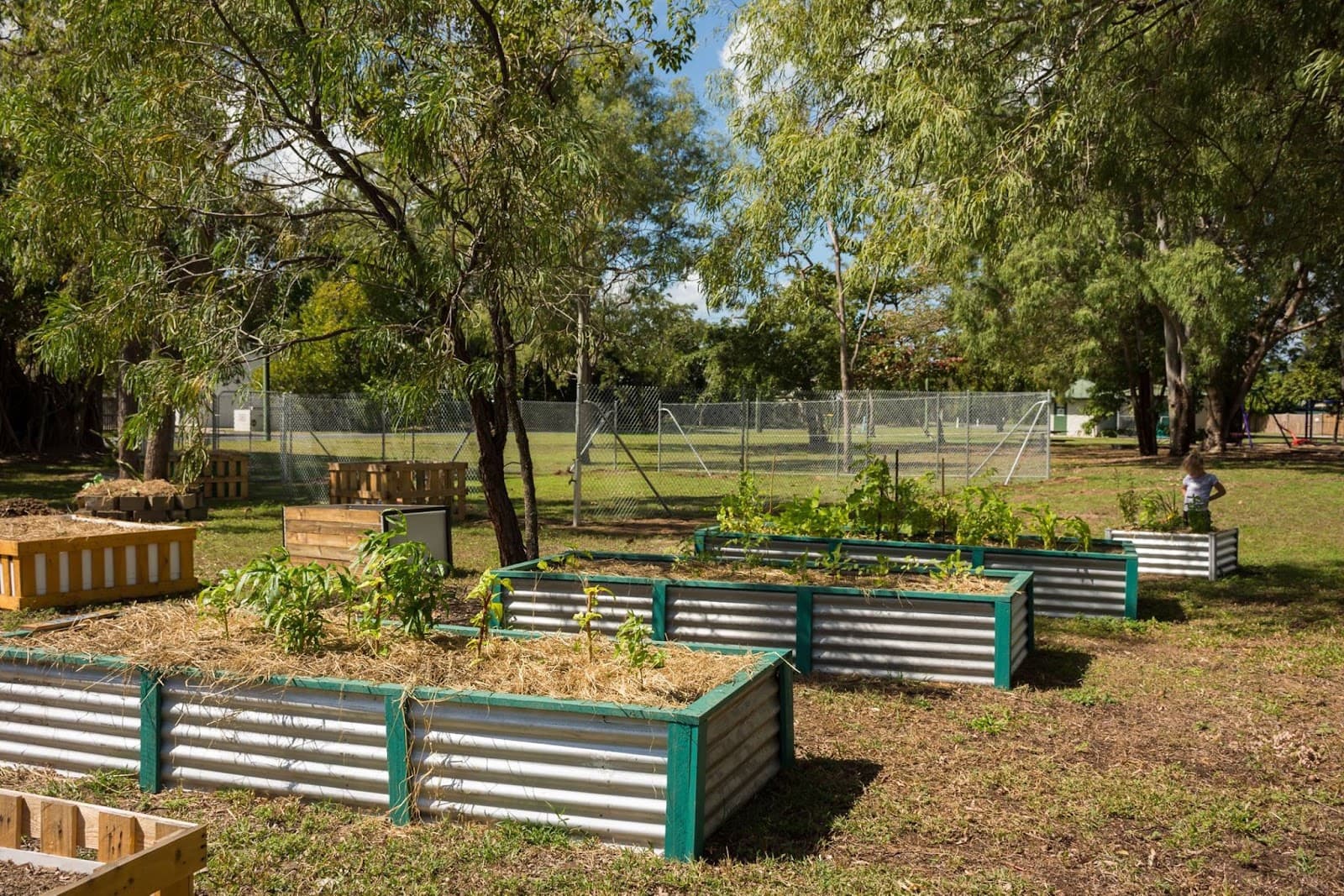 Holloways Beach Community Garden — Holloways Beach, Cairns