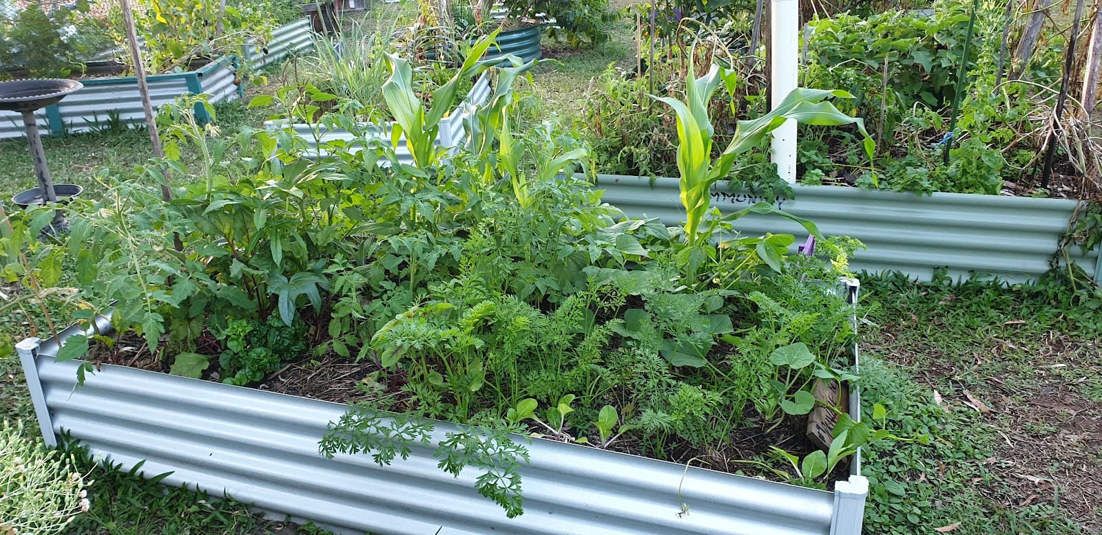 Holloways Beach Community Garden — Holloways Beach, Cairns