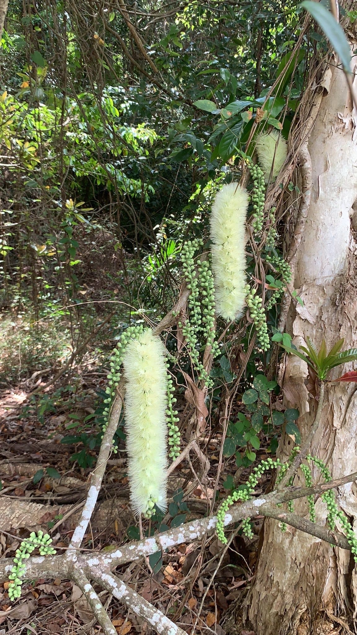 Allyson Street Park — Smithfield, Cairns