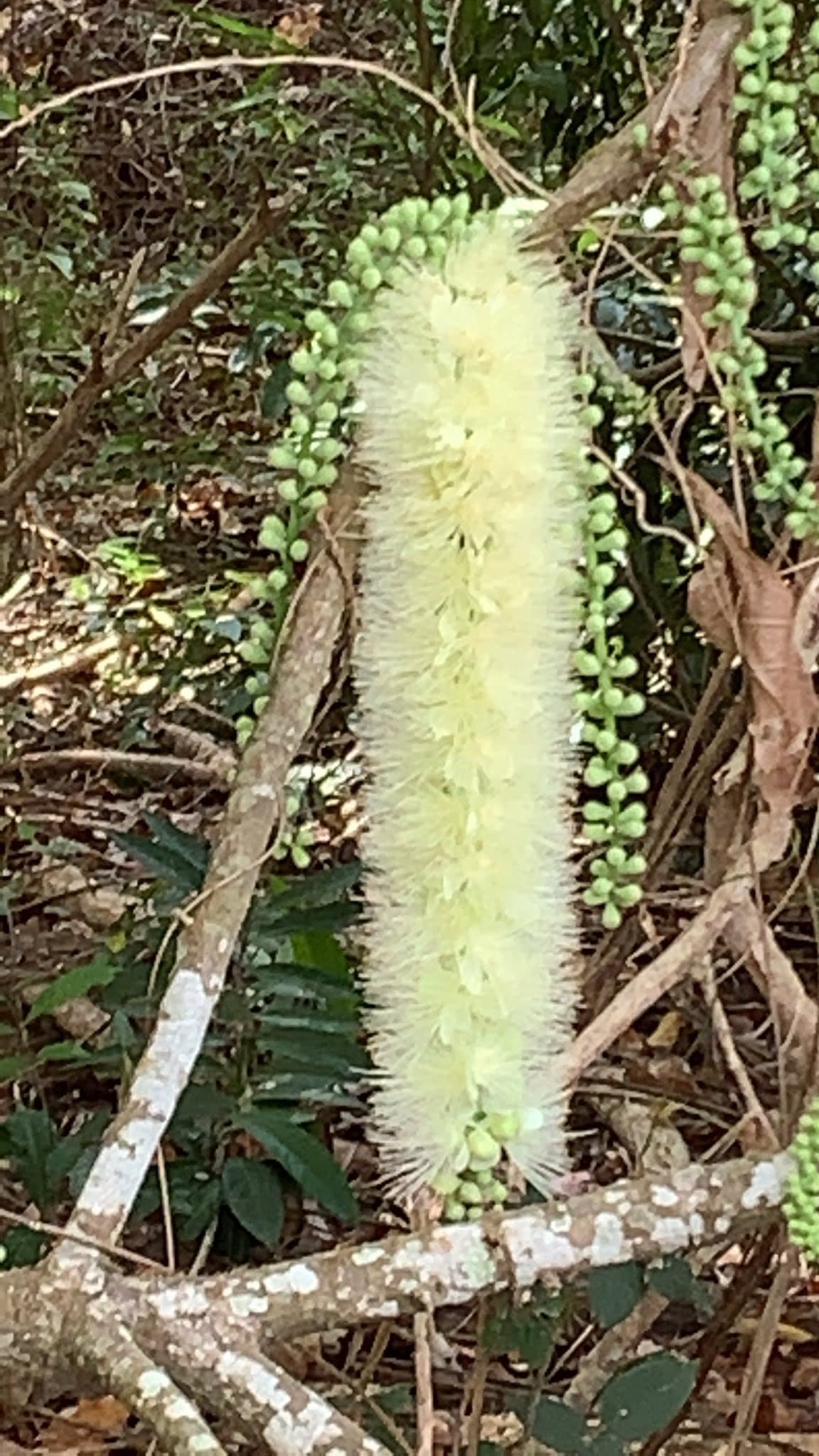 Allyson Street Park — Smithfield, Cairns