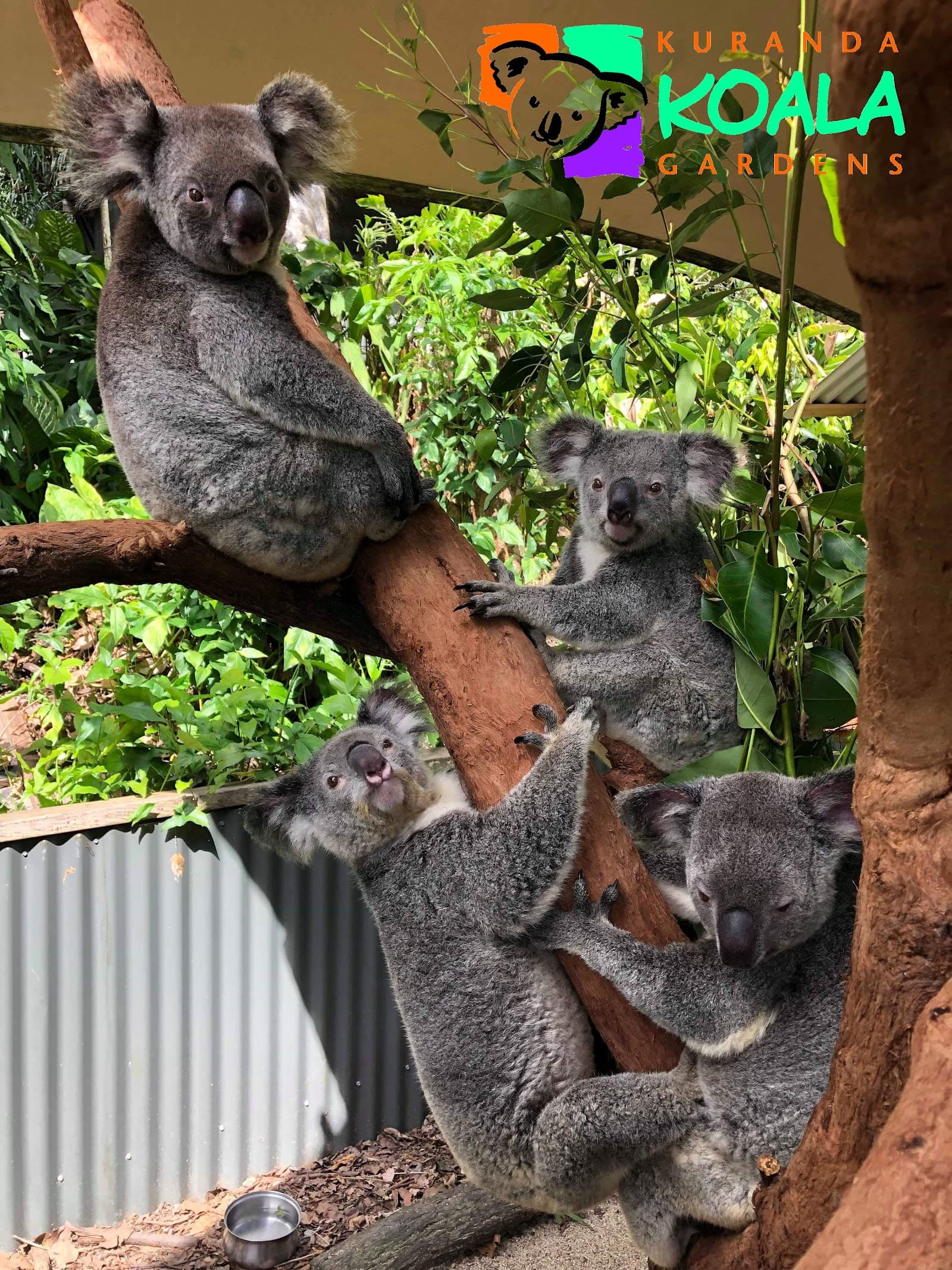 Kuranda Koala Gardens — Kuranda, Cairns