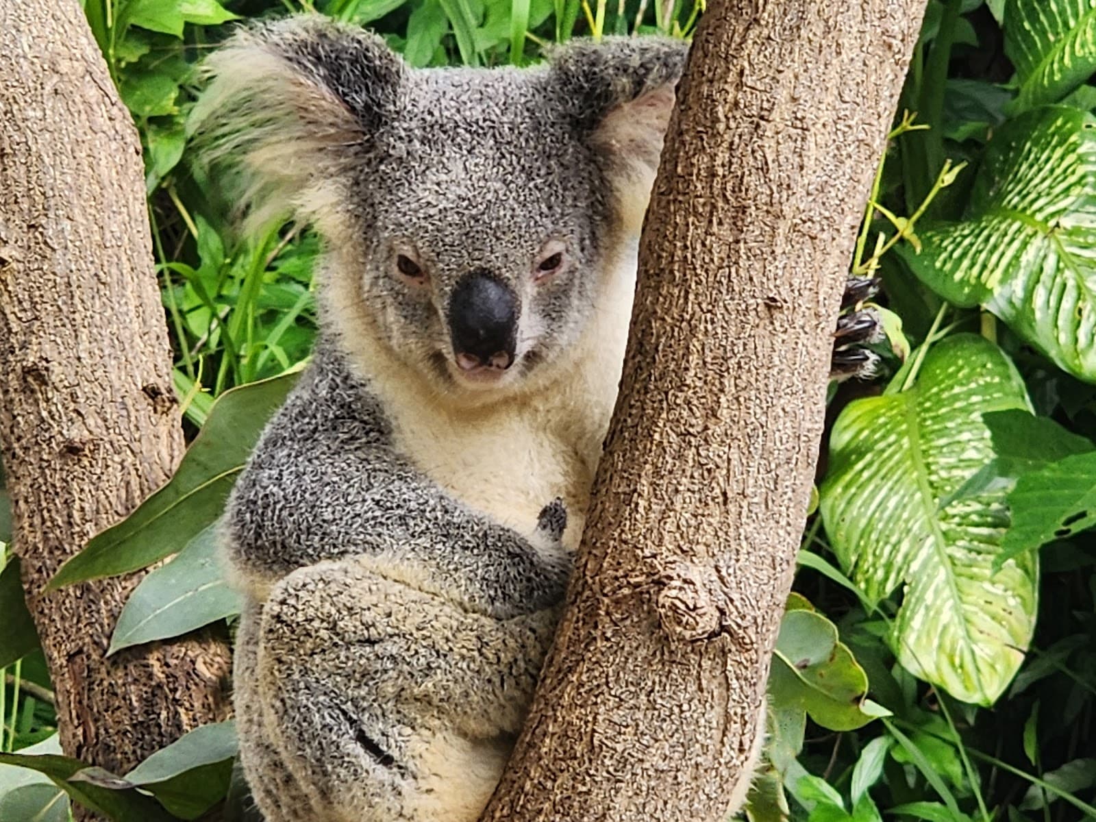 Kuranda Koala Gardens — Kuranda, Cairns
