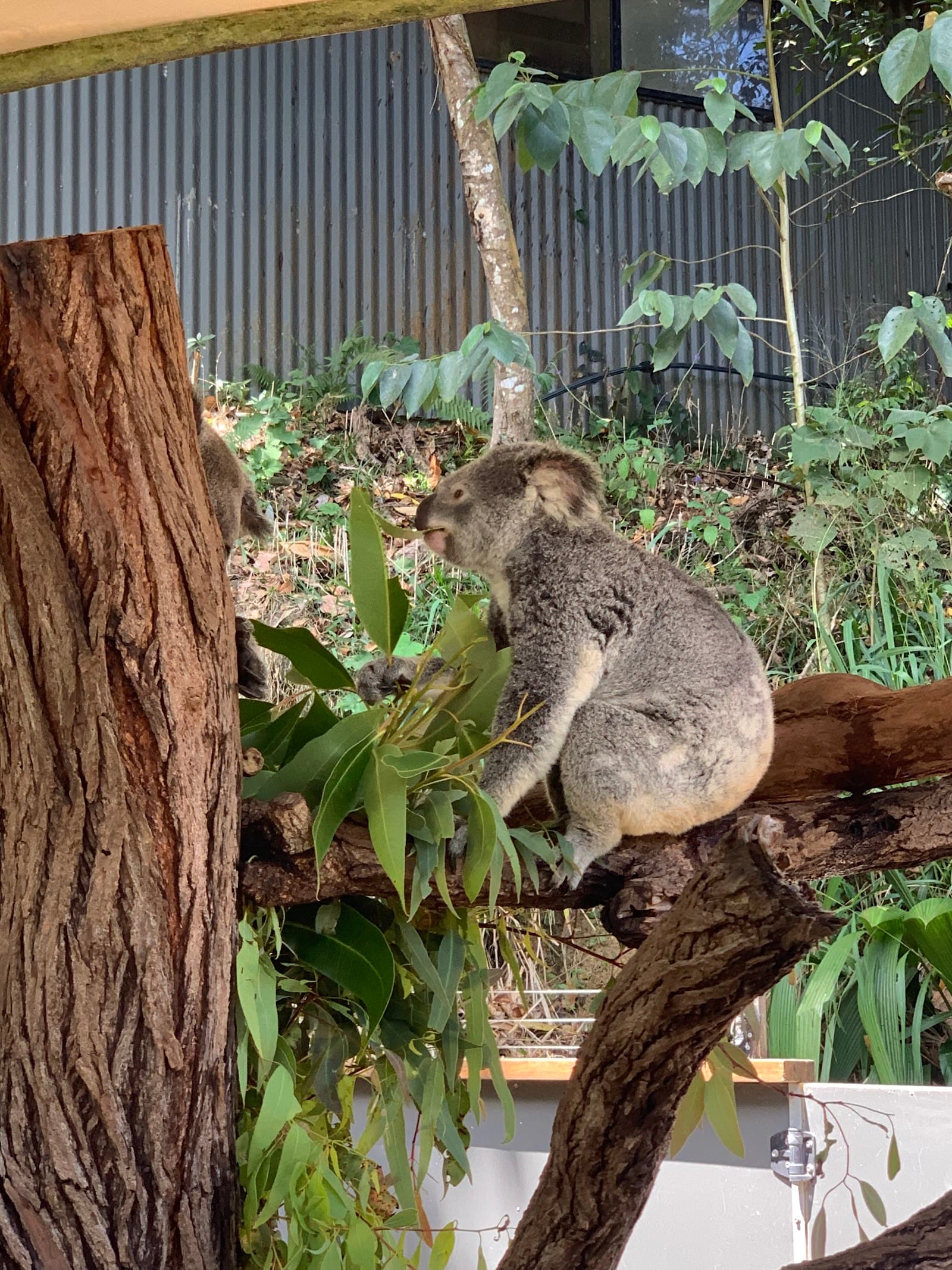 Kuranda Koala Gardens — Kuranda, Cairns