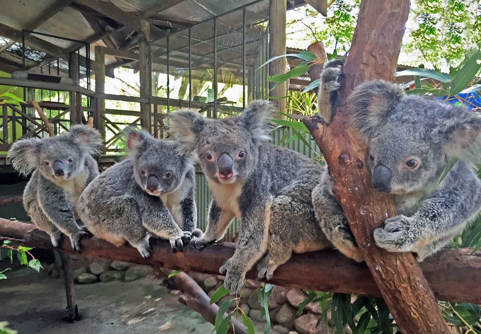 Rainforestation Nature Park — Kuranda, Cairns