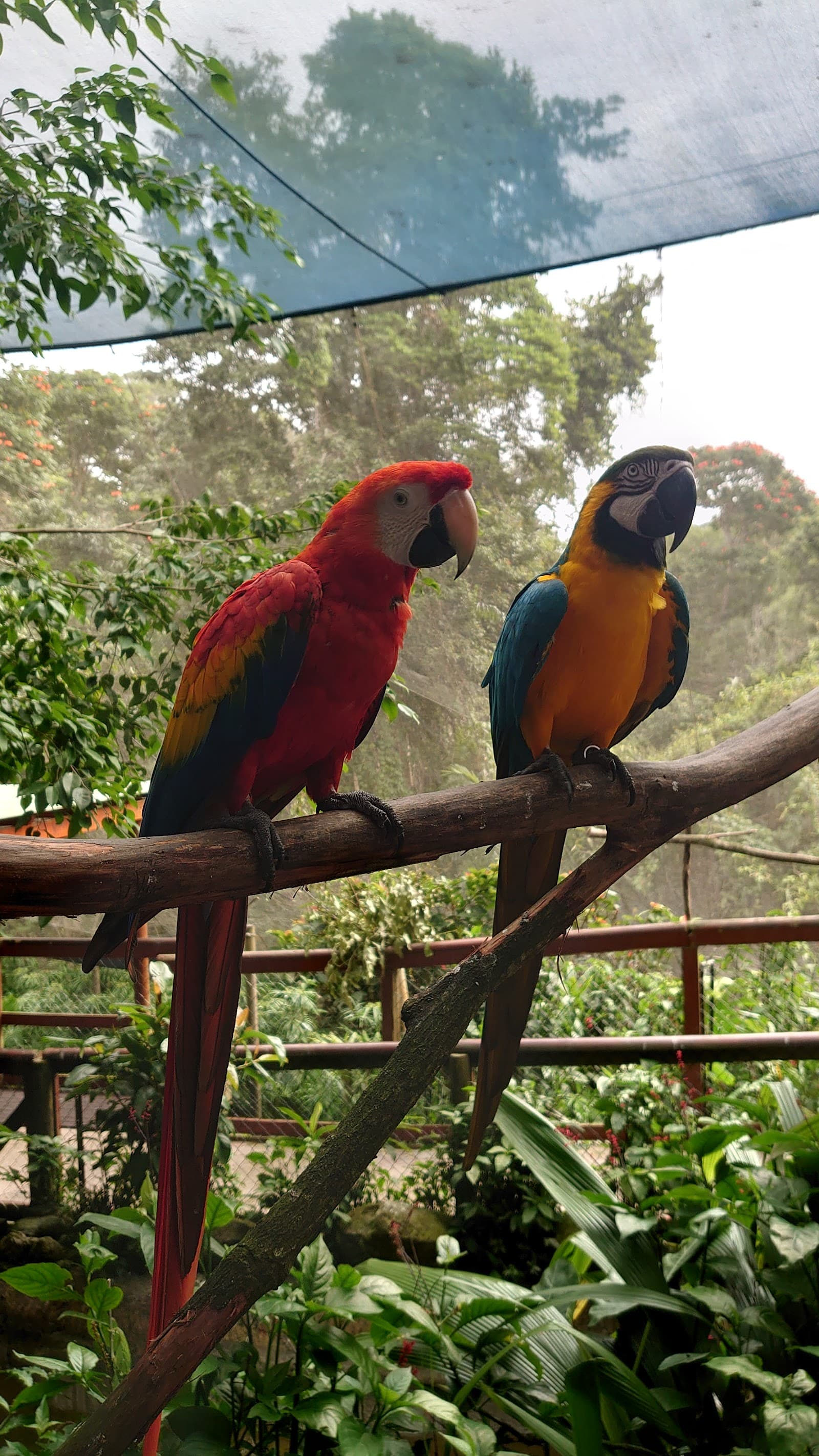 Birdworld Kuranda — Kuranda, Cairns