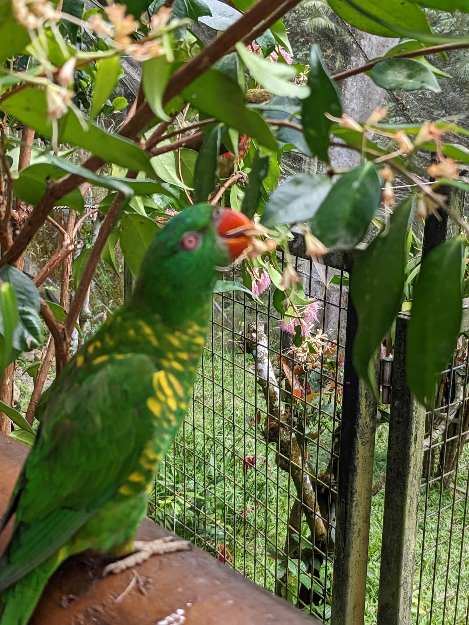 Birdworld Kuranda — Kuranda, Cairns