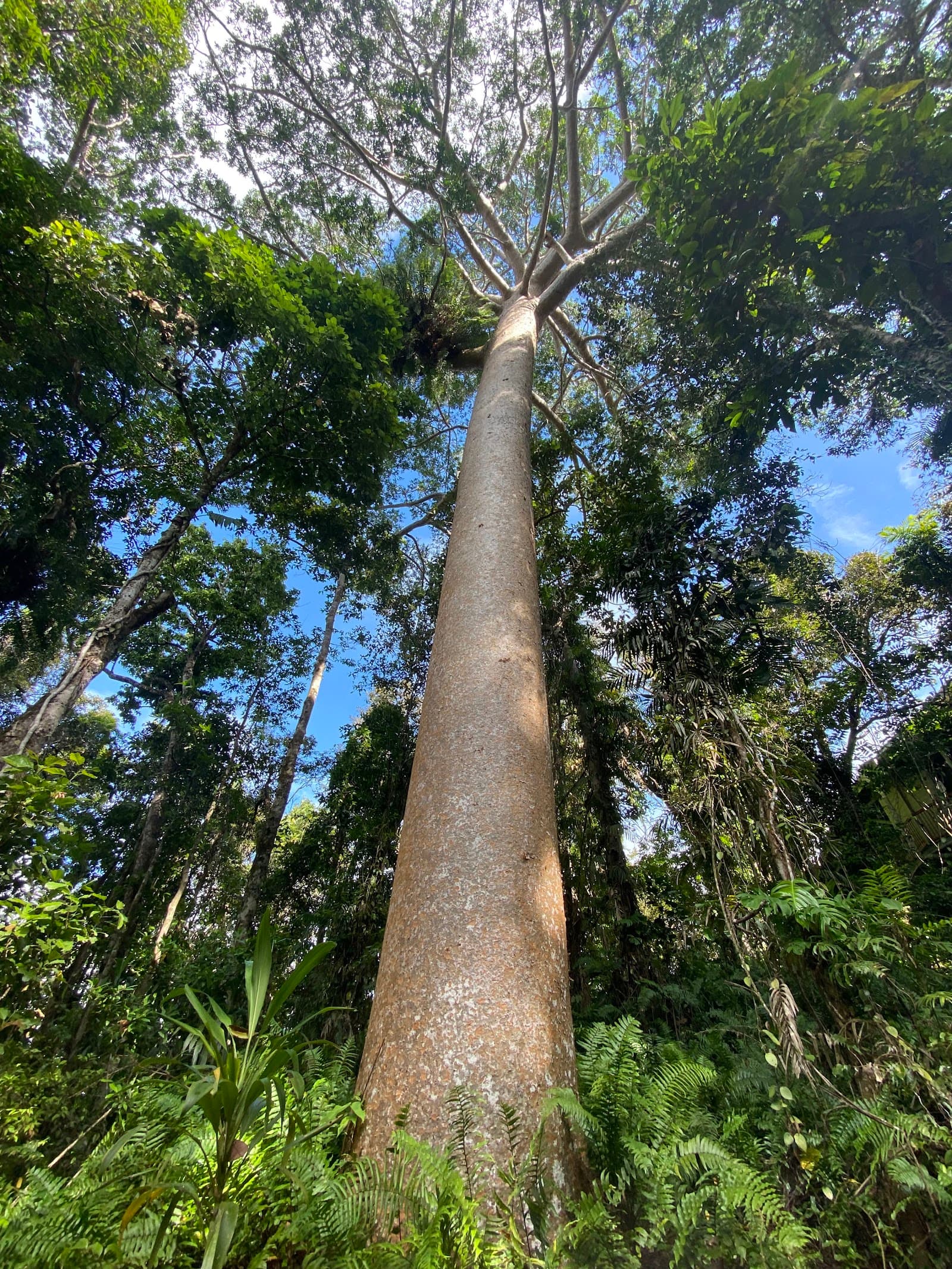 Barron Gorge National Park — Kuranda, Cairns