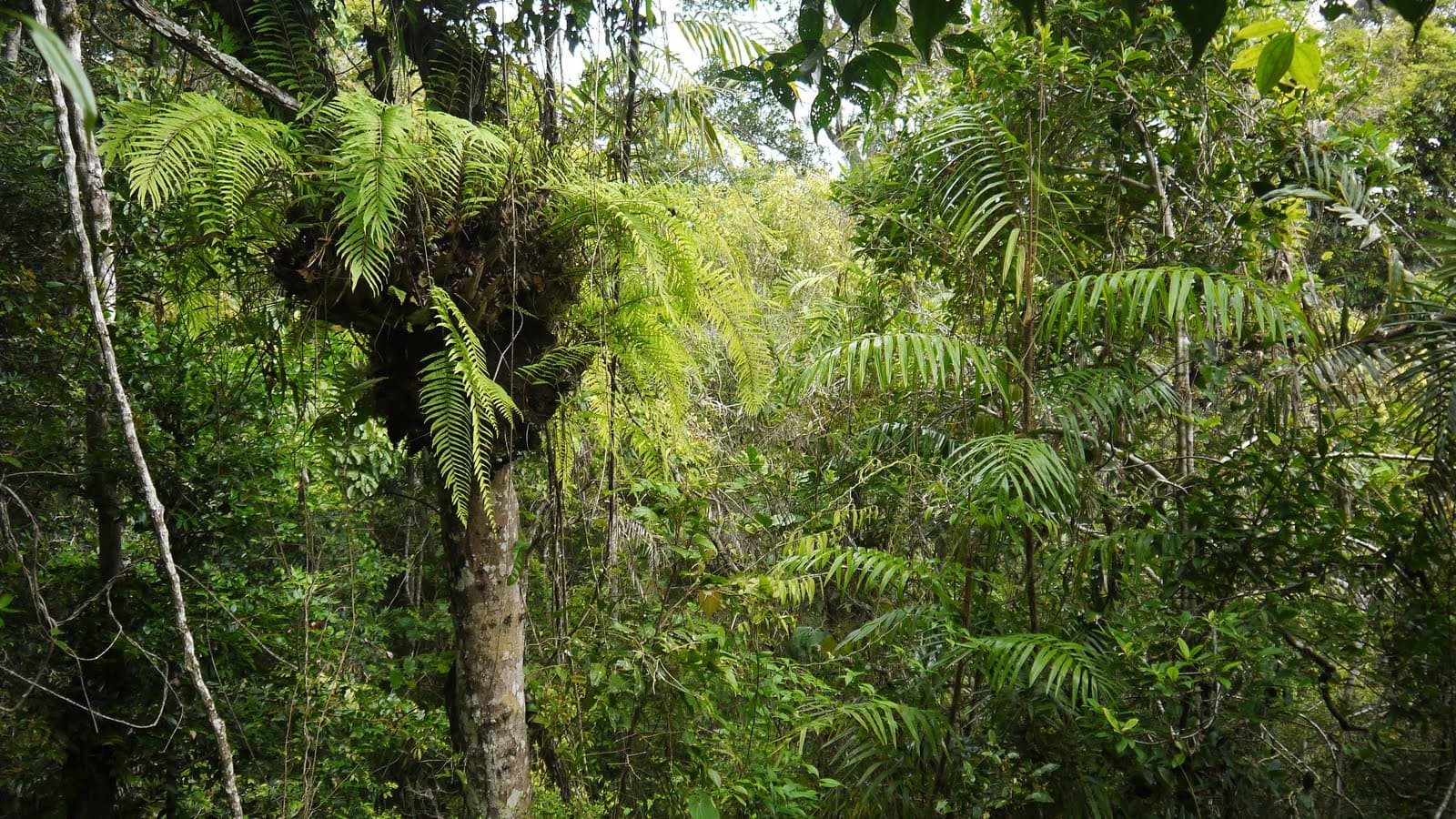 Kuranda State Forest — Kuranda, Cairns