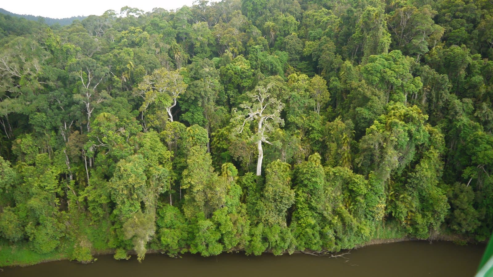 Kuranda State Forest — Kuranda, Cairns