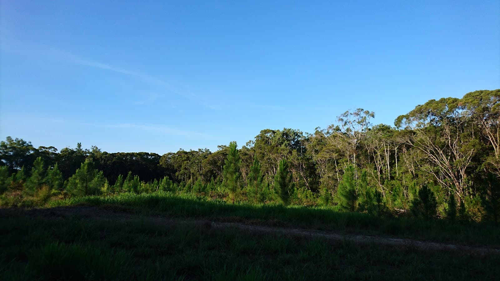 Kuranda State Forest — Kuranda, Cairns