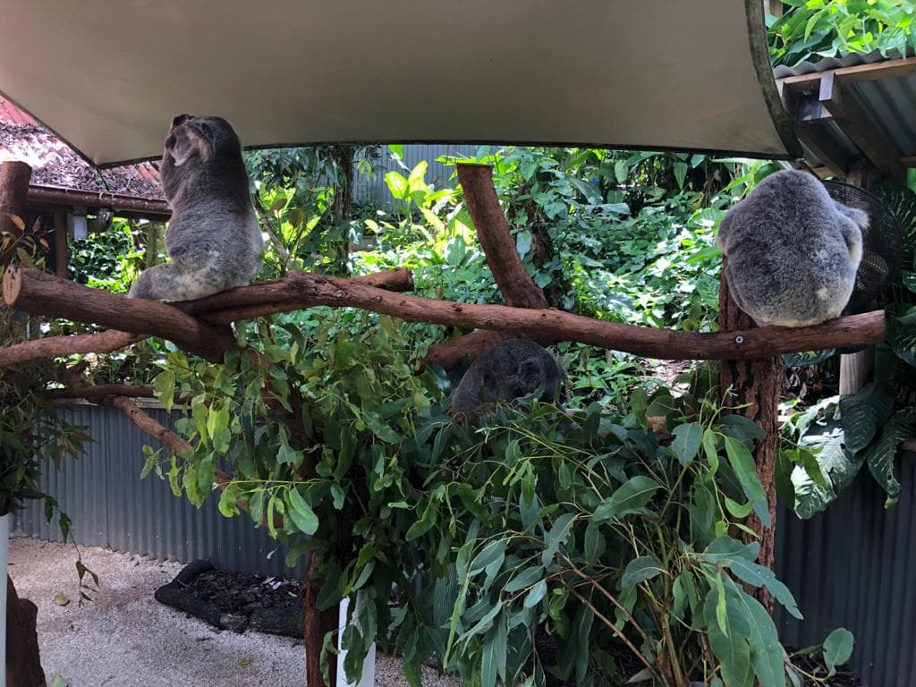 wild kuranda — Kuranda, Cairns