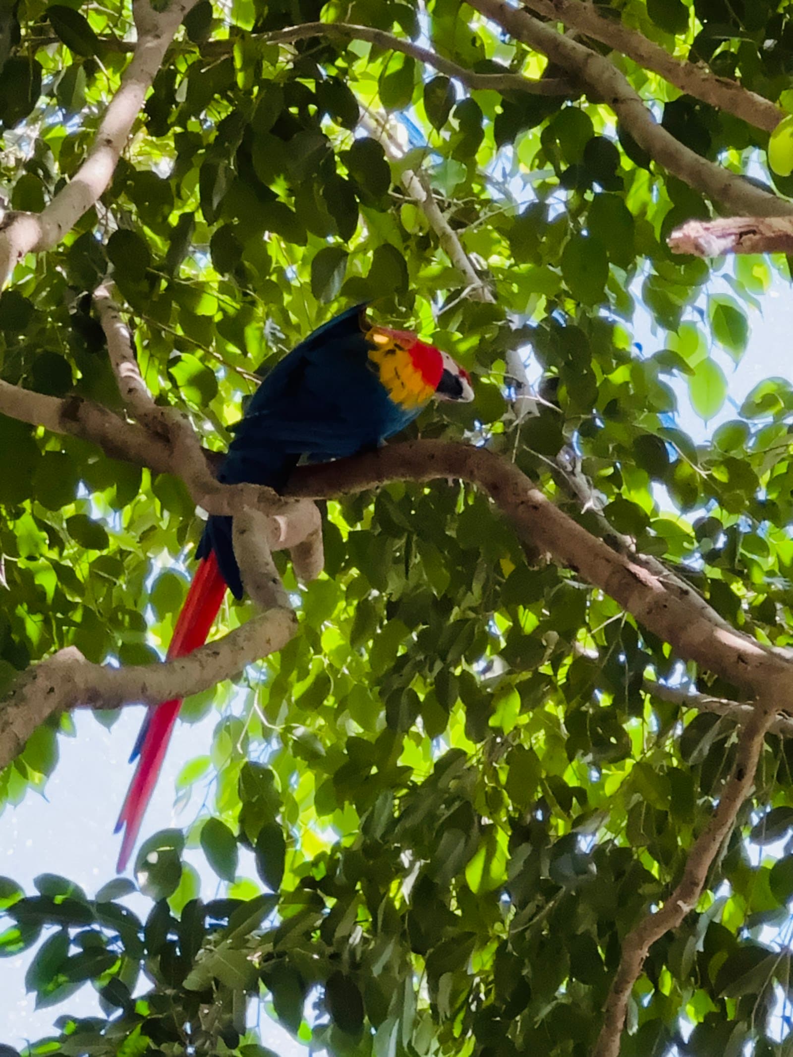 wild kuranda — Kuranda, Cairns