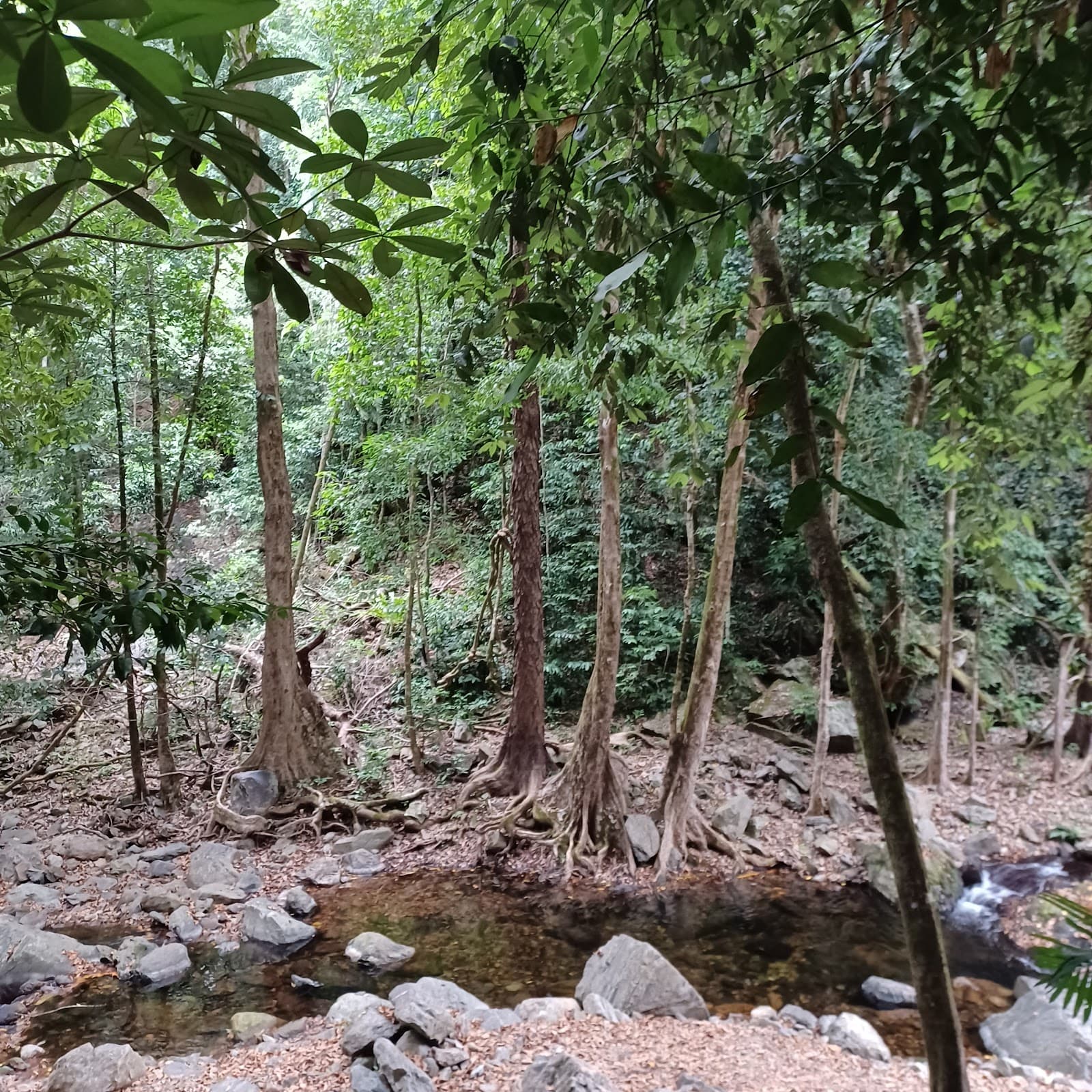 Old Weir Falls — Cairns City, Cairns