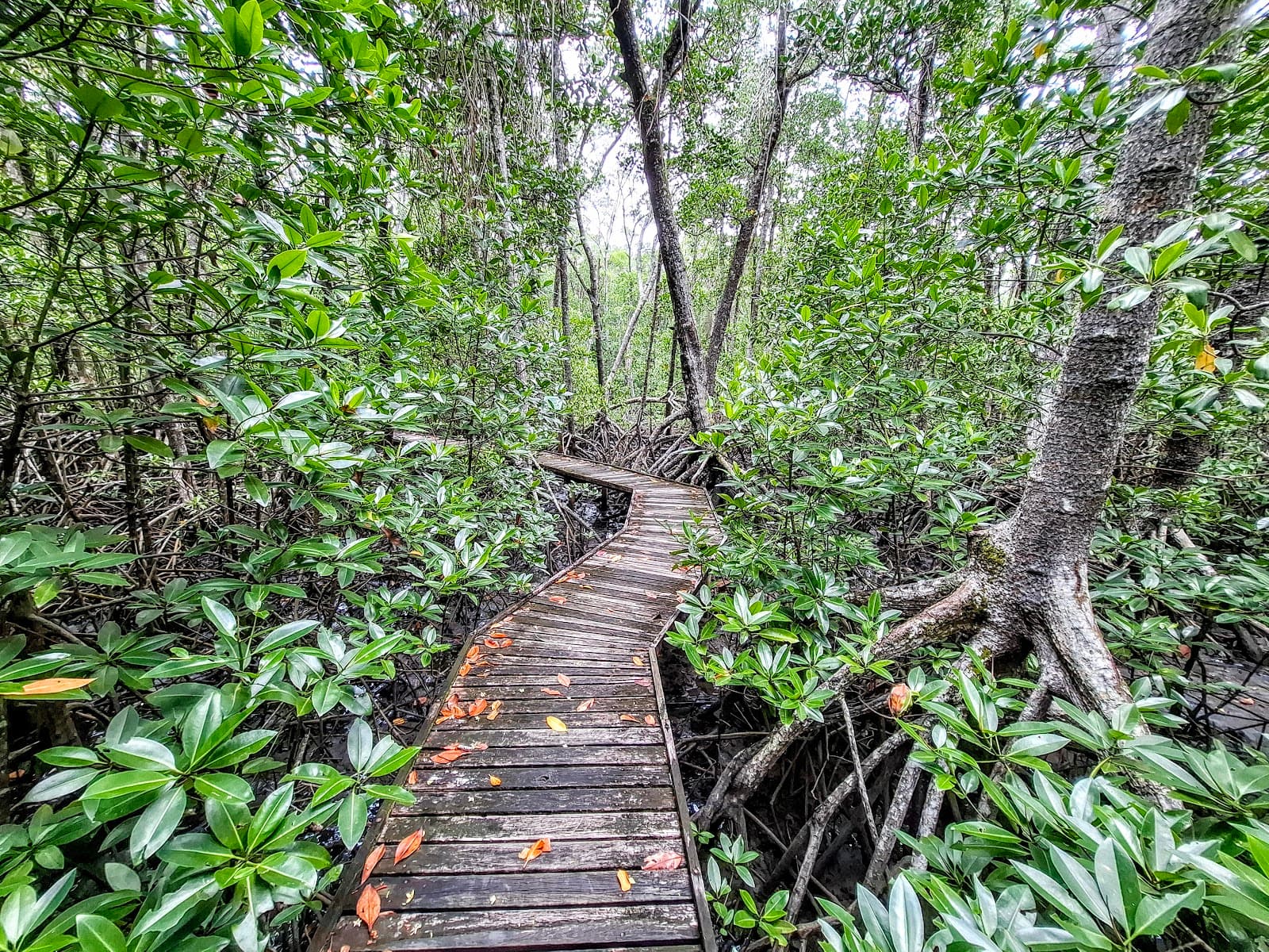 Jack Barnes Mangrove Boardwalk, Cairns — Cairns North, Cairns