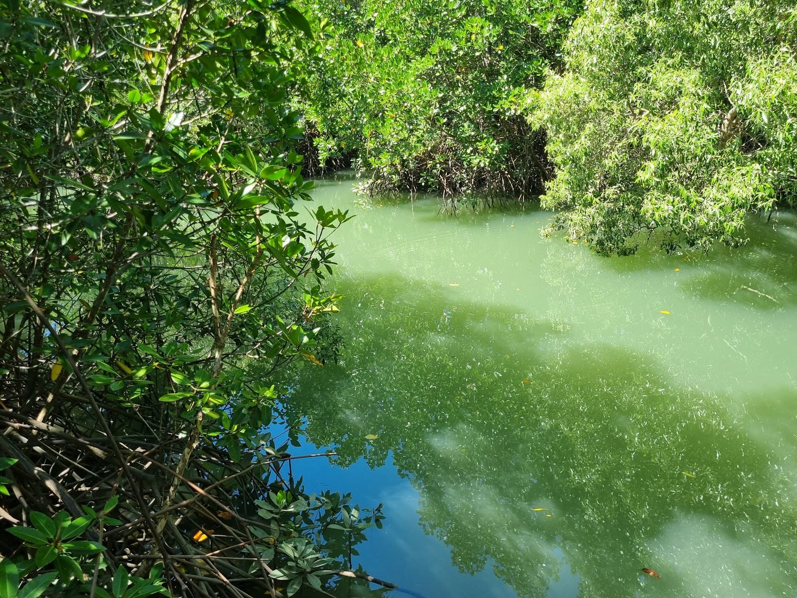 Jack Barnes Mangrove Boardwalk, Cairns — Cairns North, Cairns