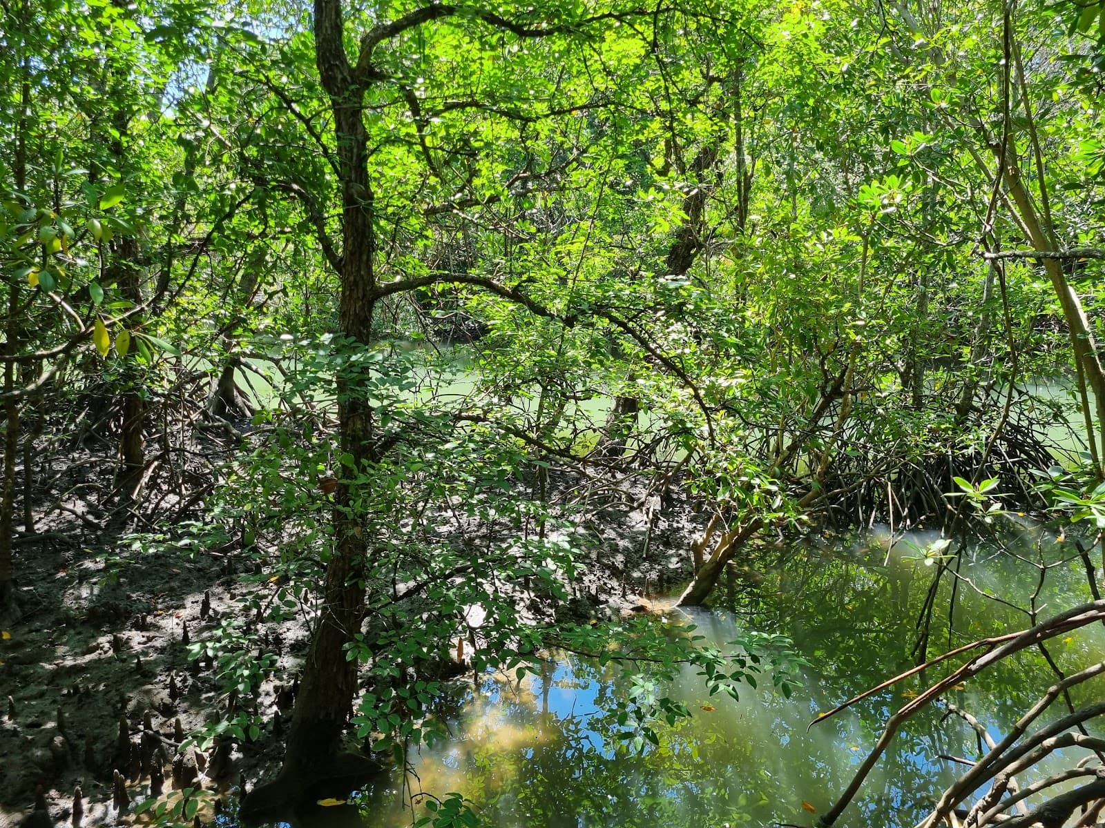 Jack Barnes Mangrove Boardwalk, Cairns — Cairns North, Cairns
