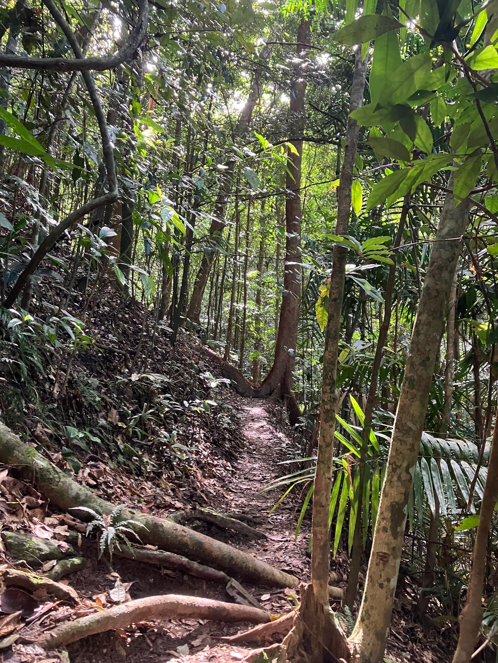 Red arrow hiking track — Edge Hill, Cairns