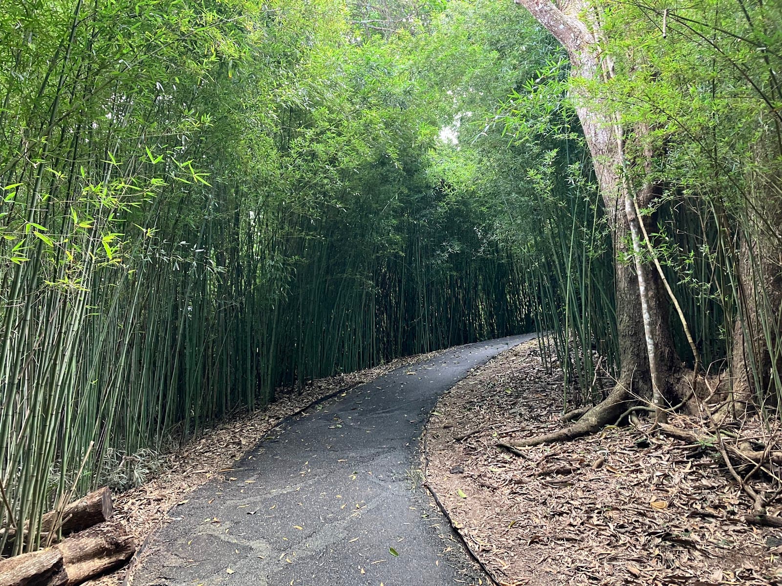 Red arrow hiking track — Edge Hill, Cairns